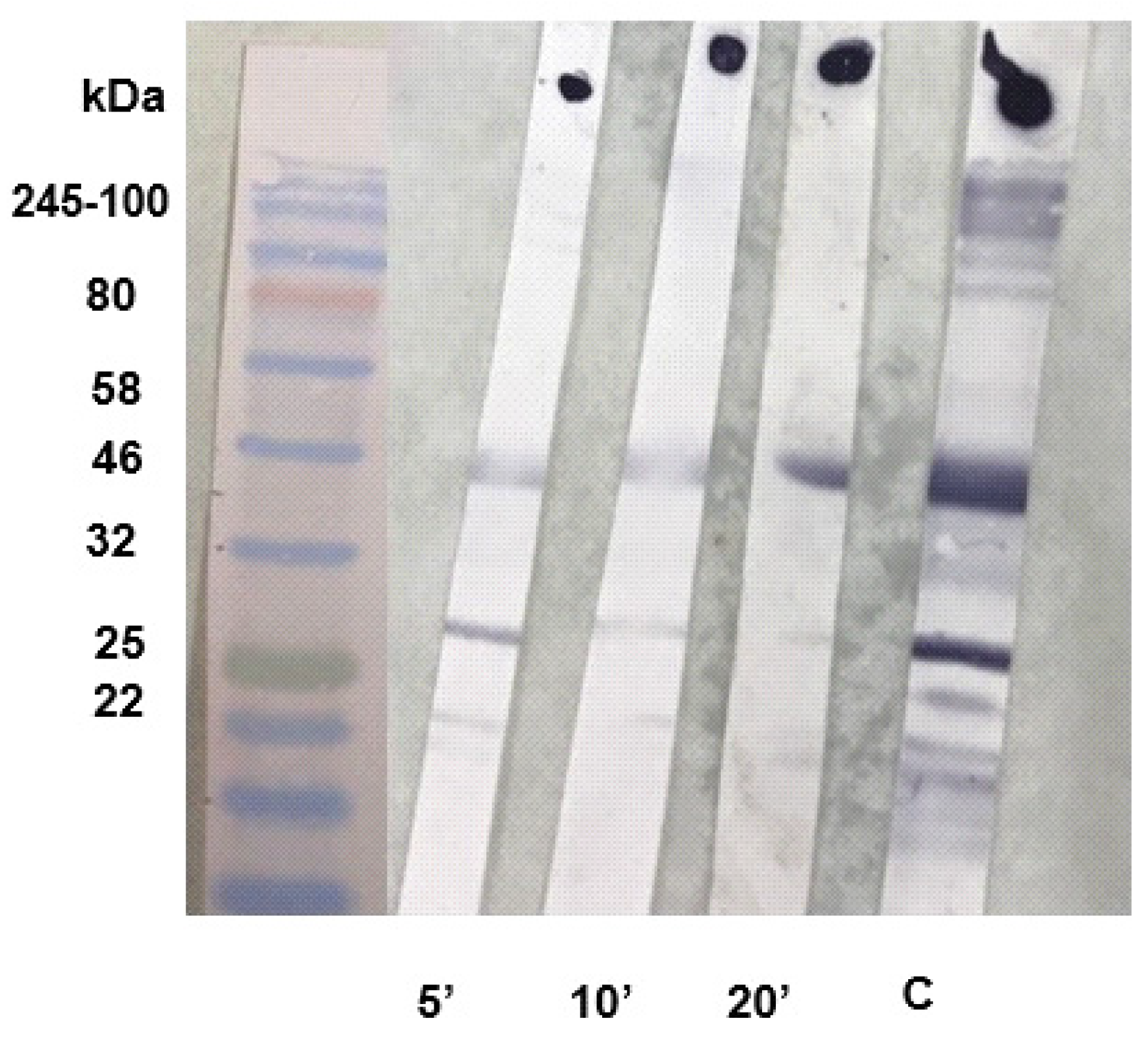 Preprints 94696 g003