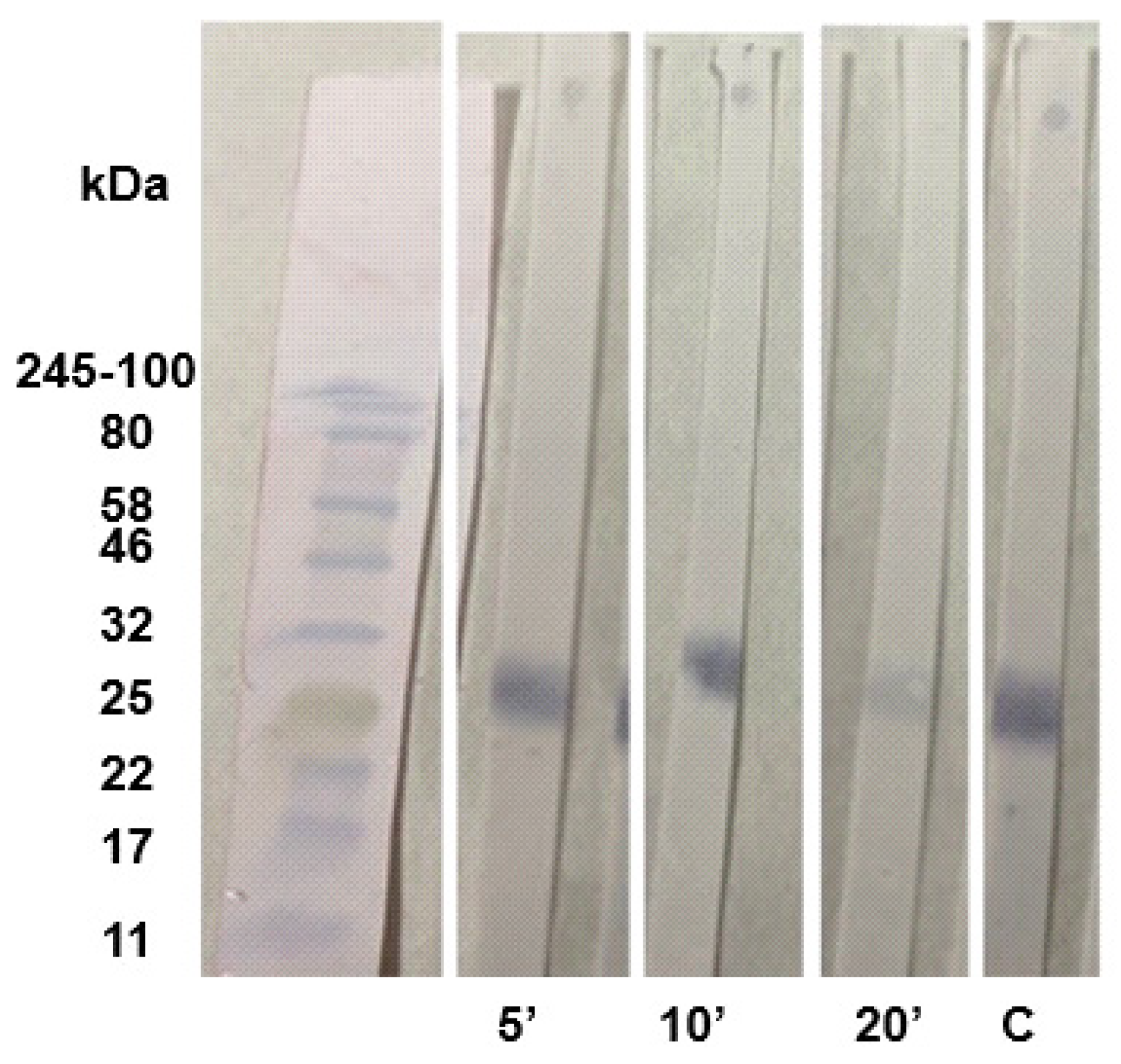 Preprints 94696 g005