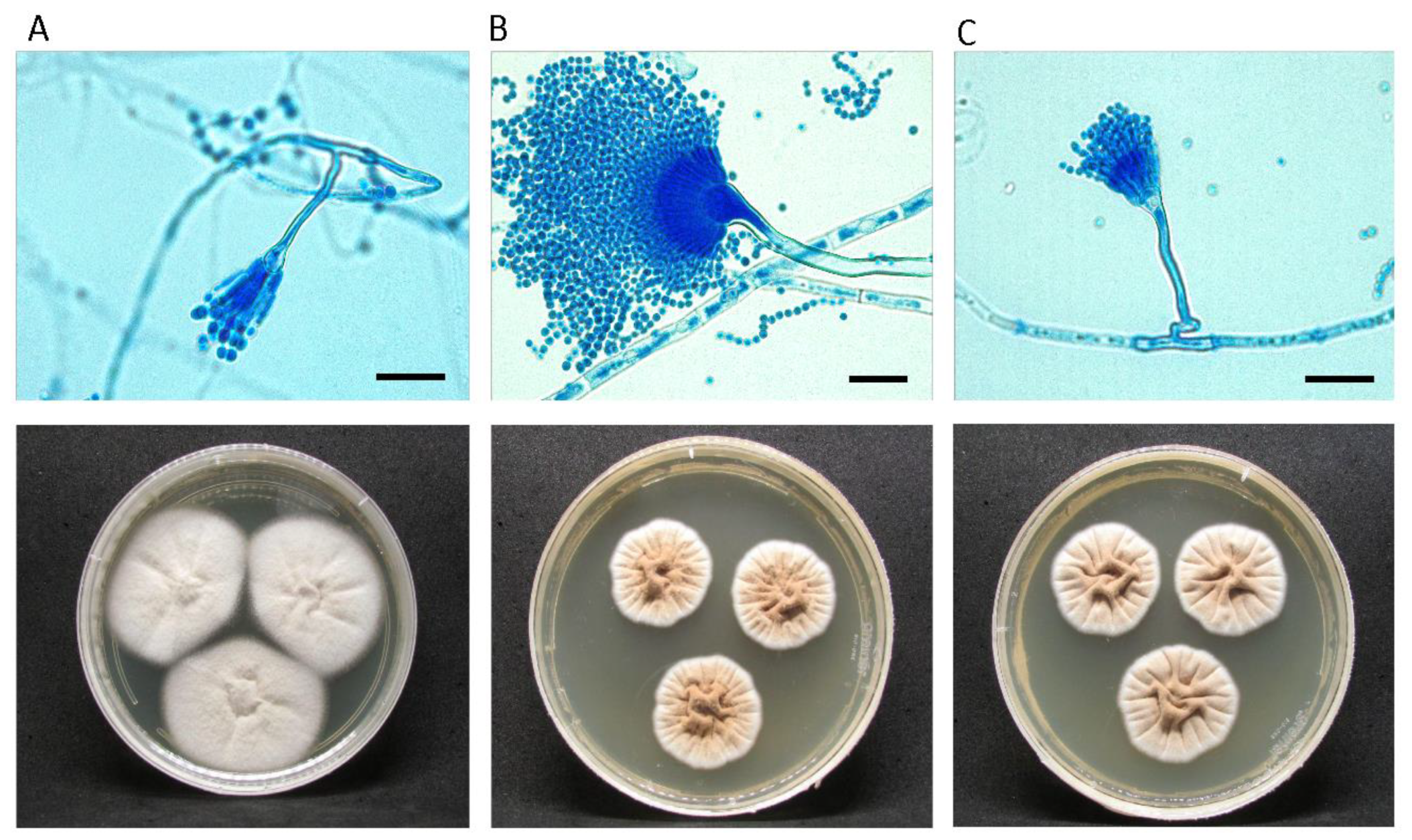 Preprints 116698 g001