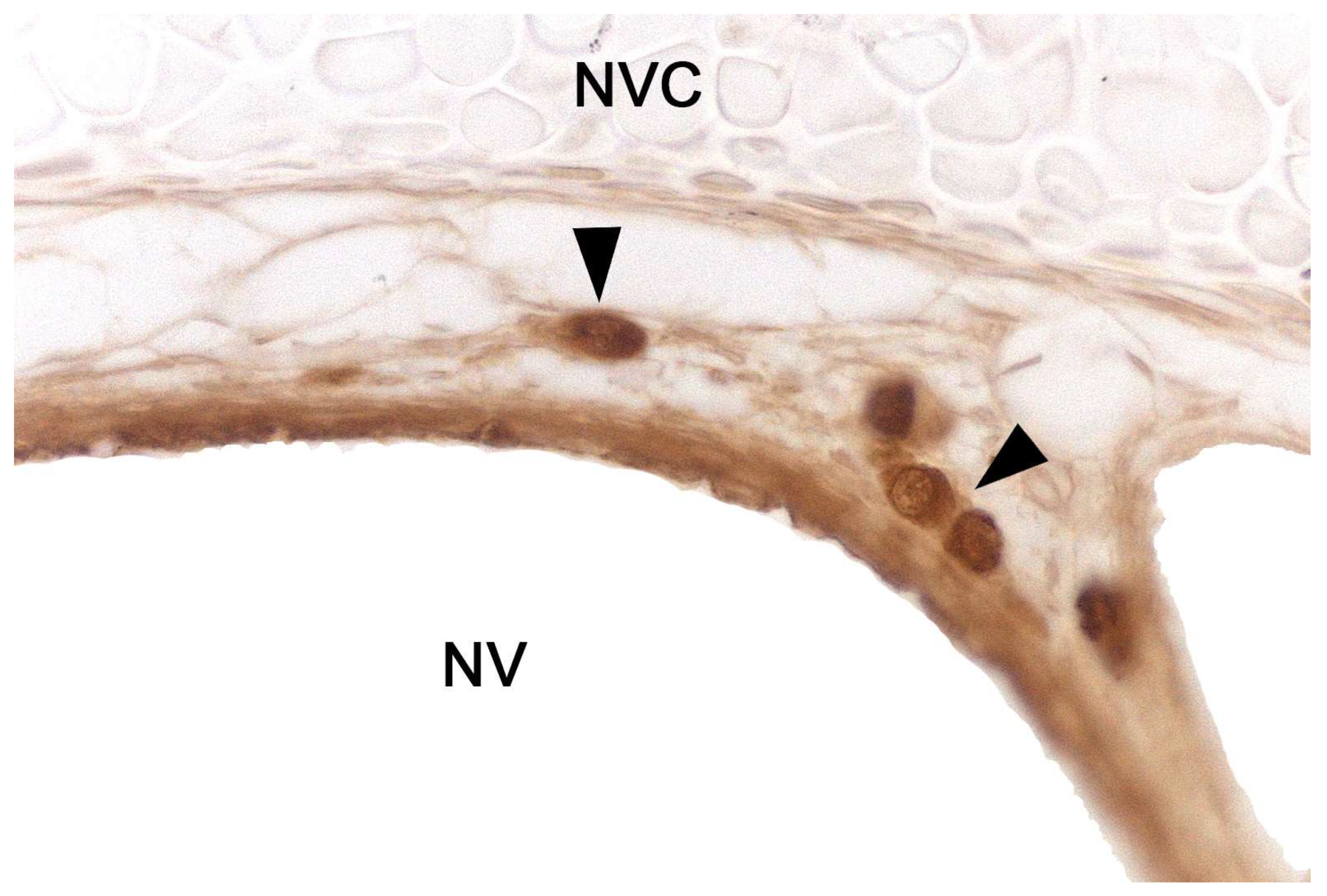 Preprints 83409 g003