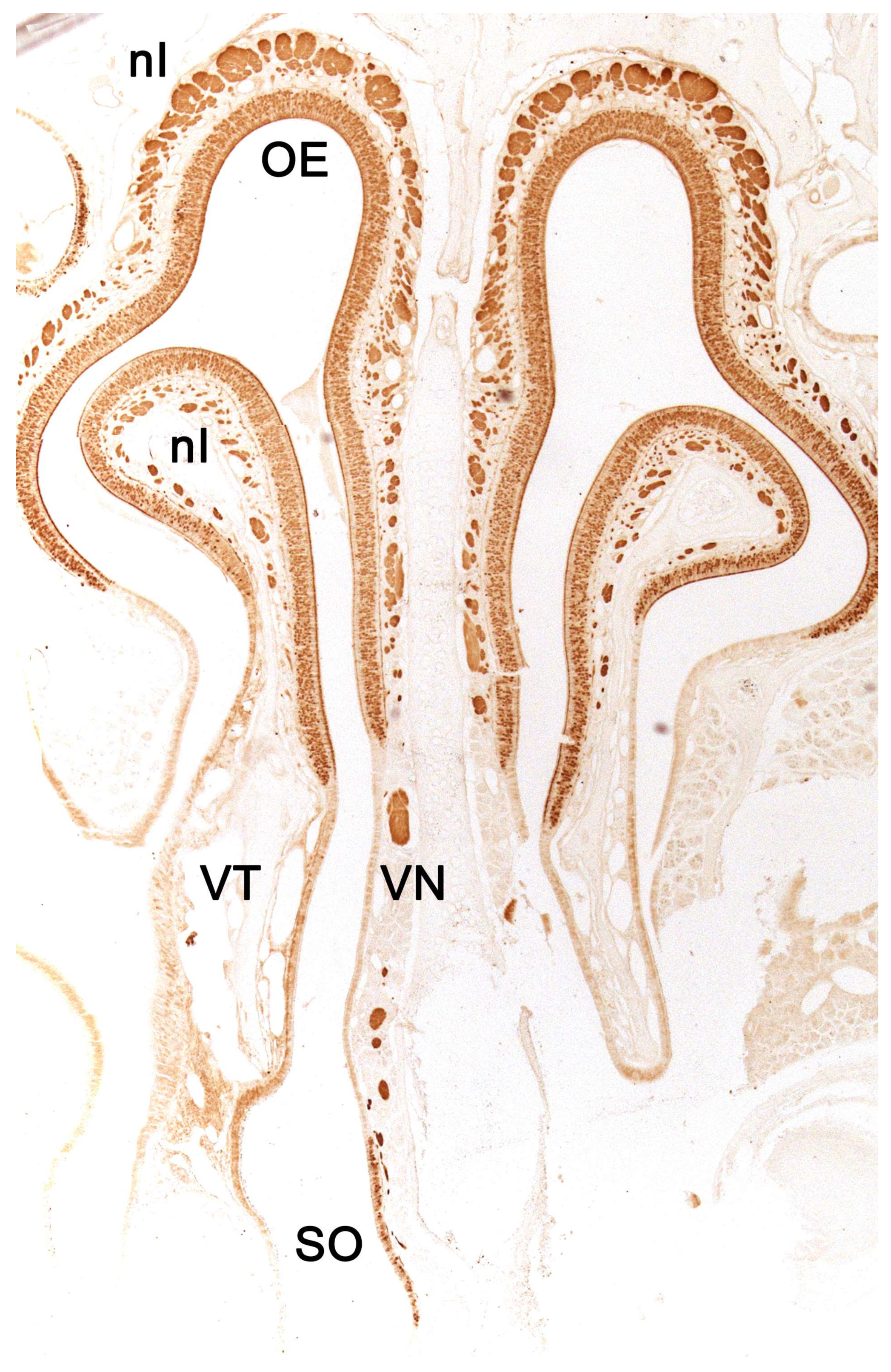 Preprints 83409 g004