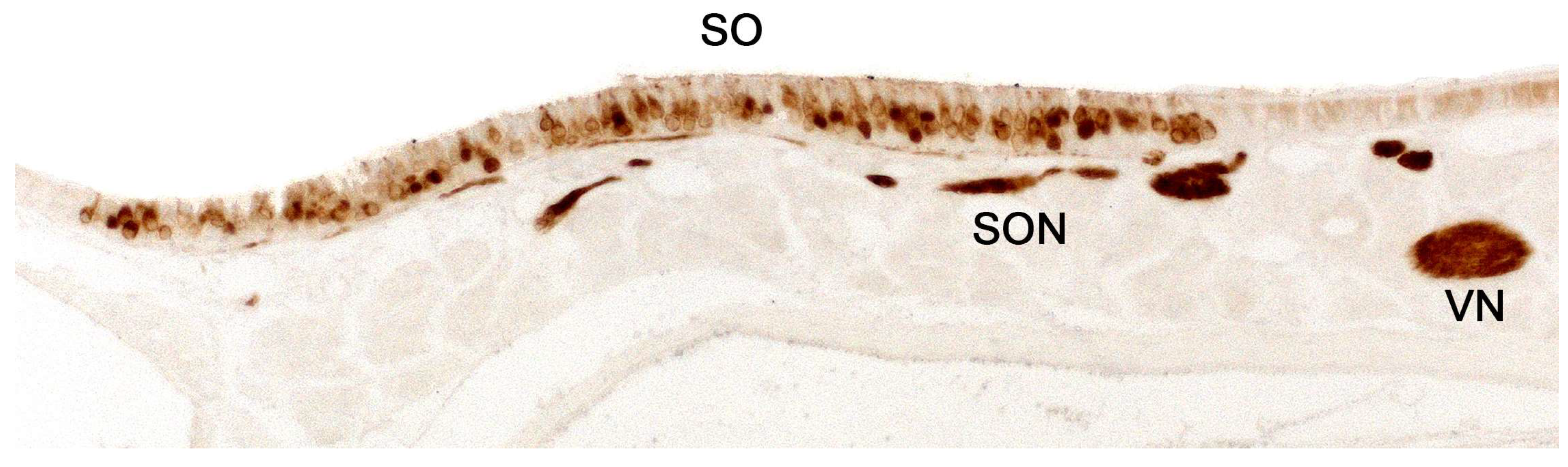 Preprints 83409 g005