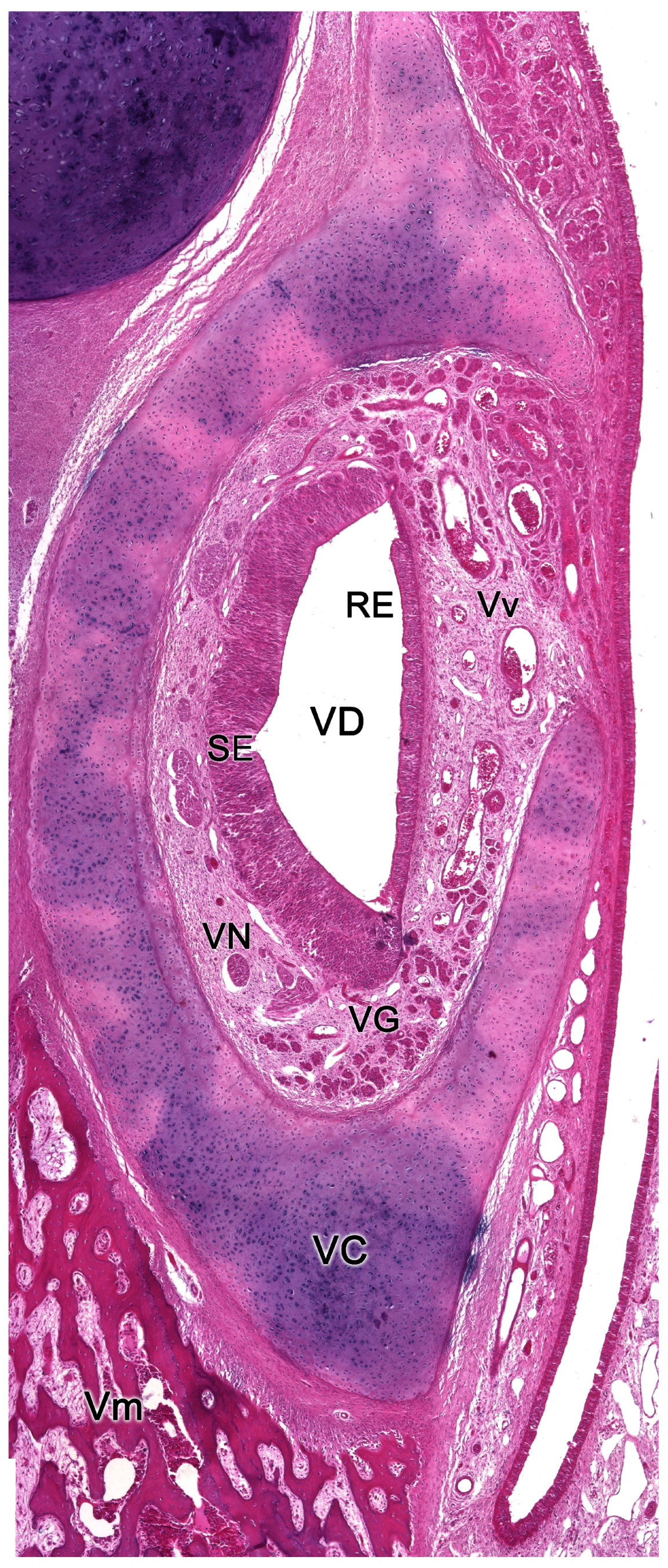 Preprints 83409 g017