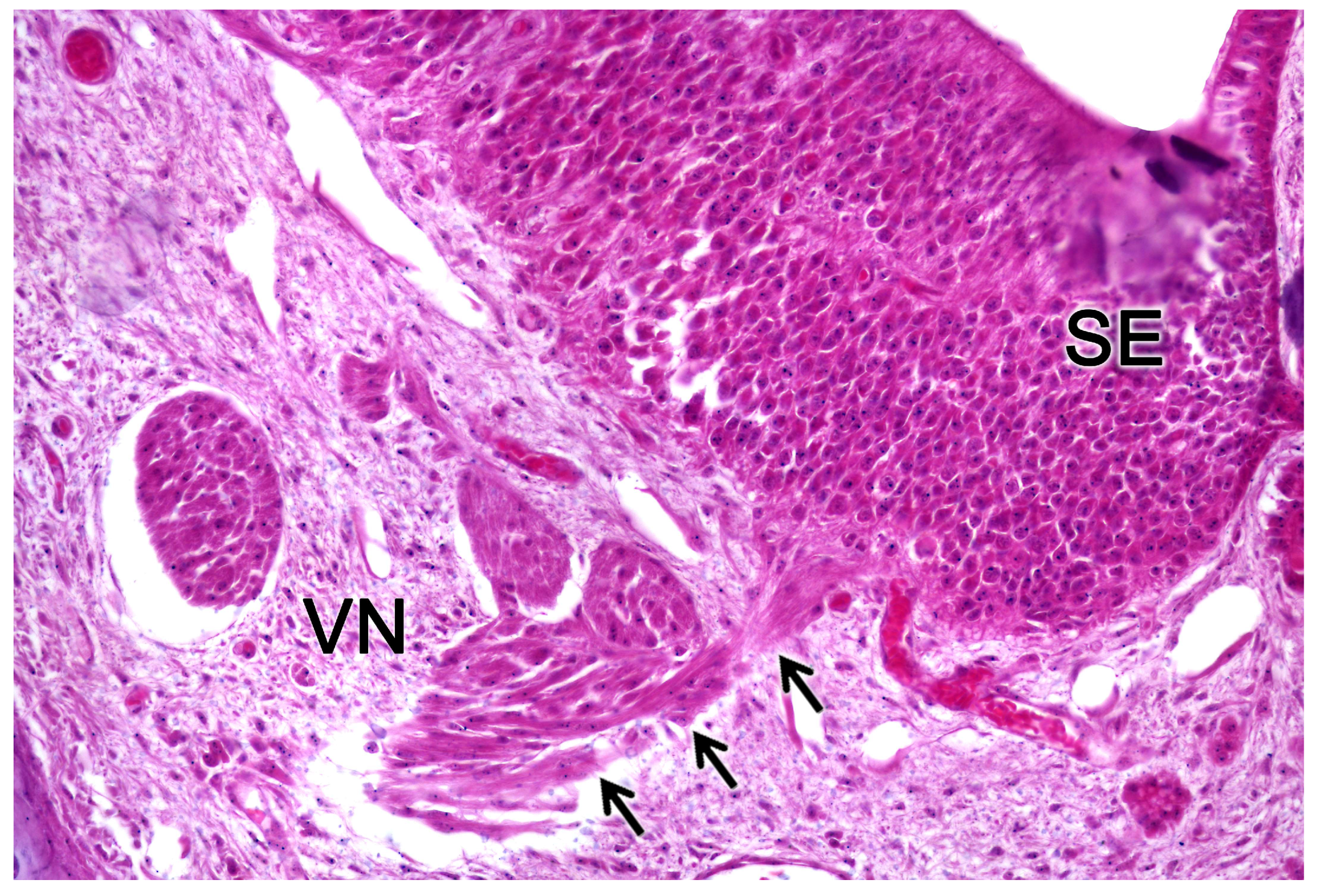 Preprints 83409 g018