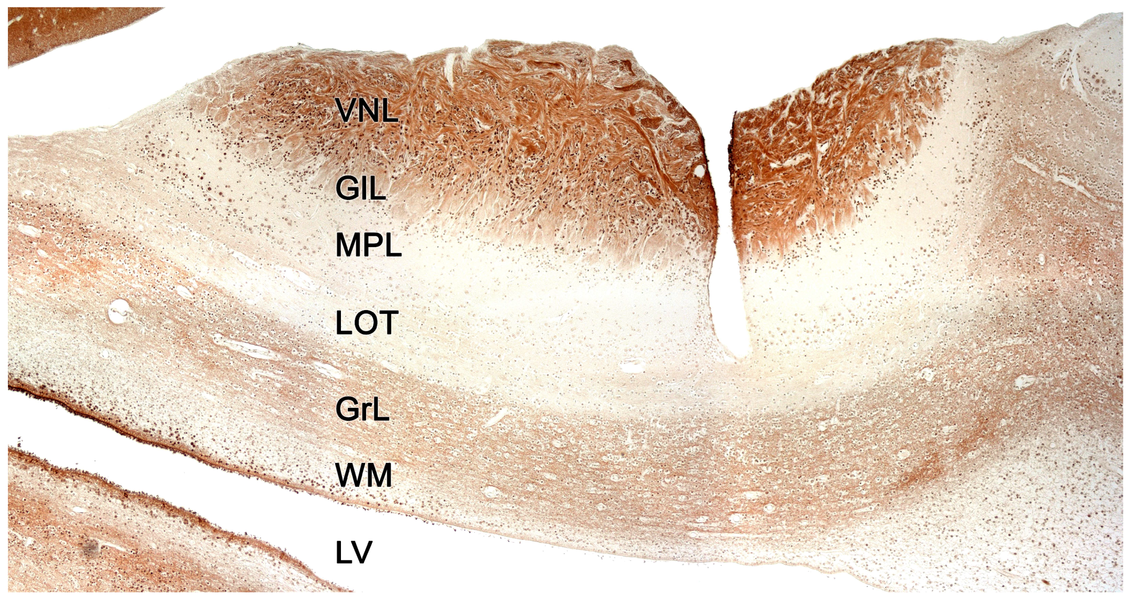 Preprints 83409 g019