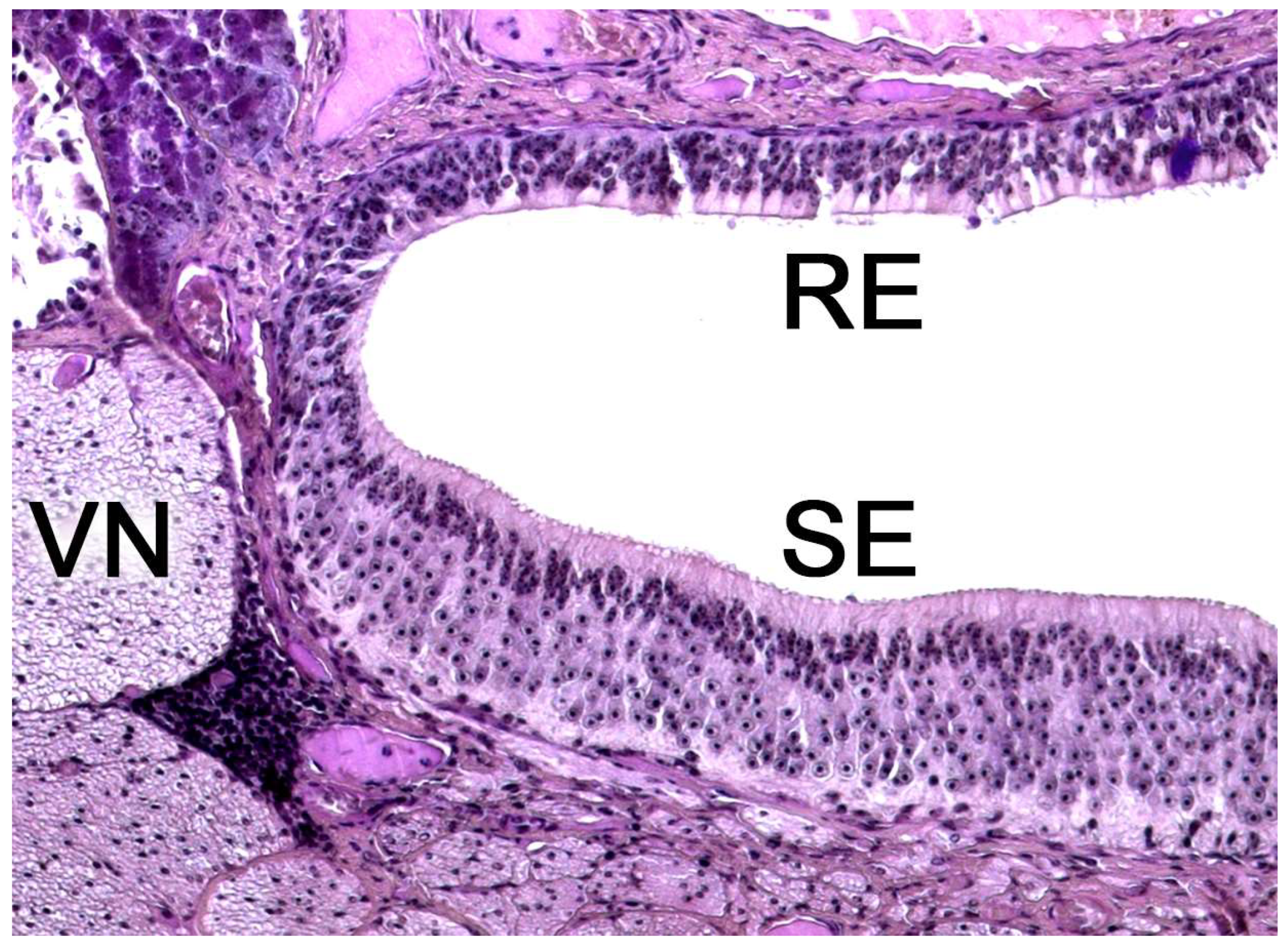 Preprints 83409 g020