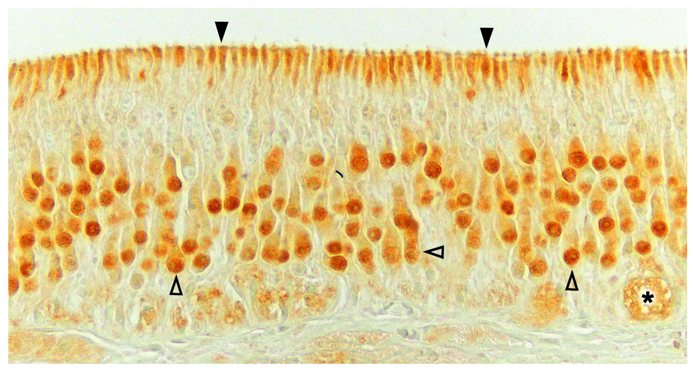 Preprints 83409 g022