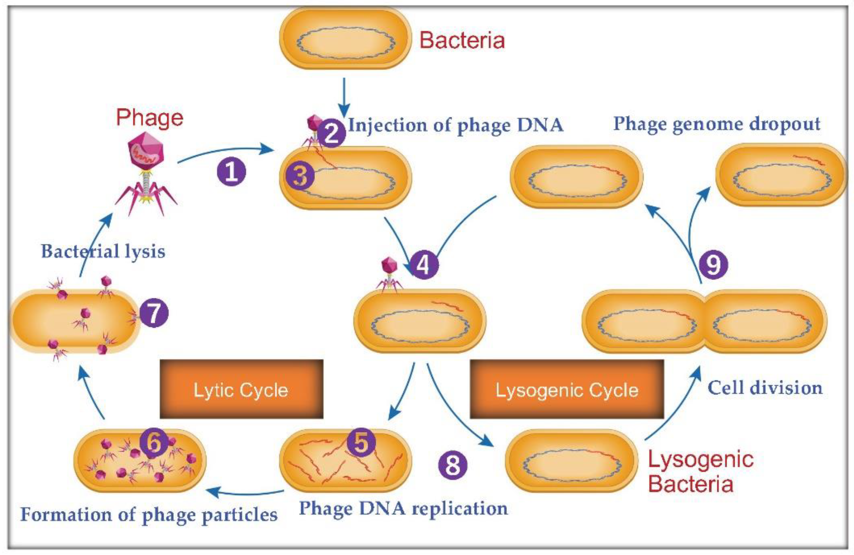 Preprints 117577 g001