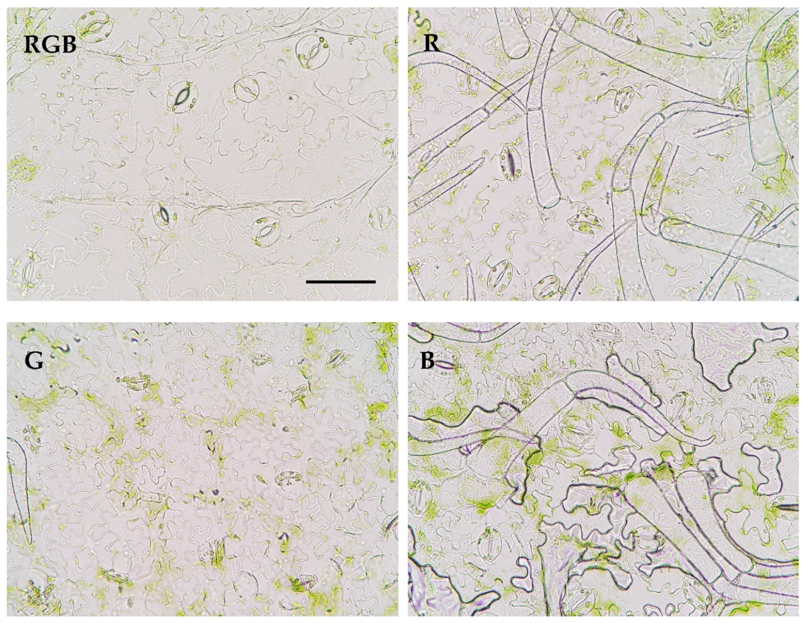 Preprints 87850 g006