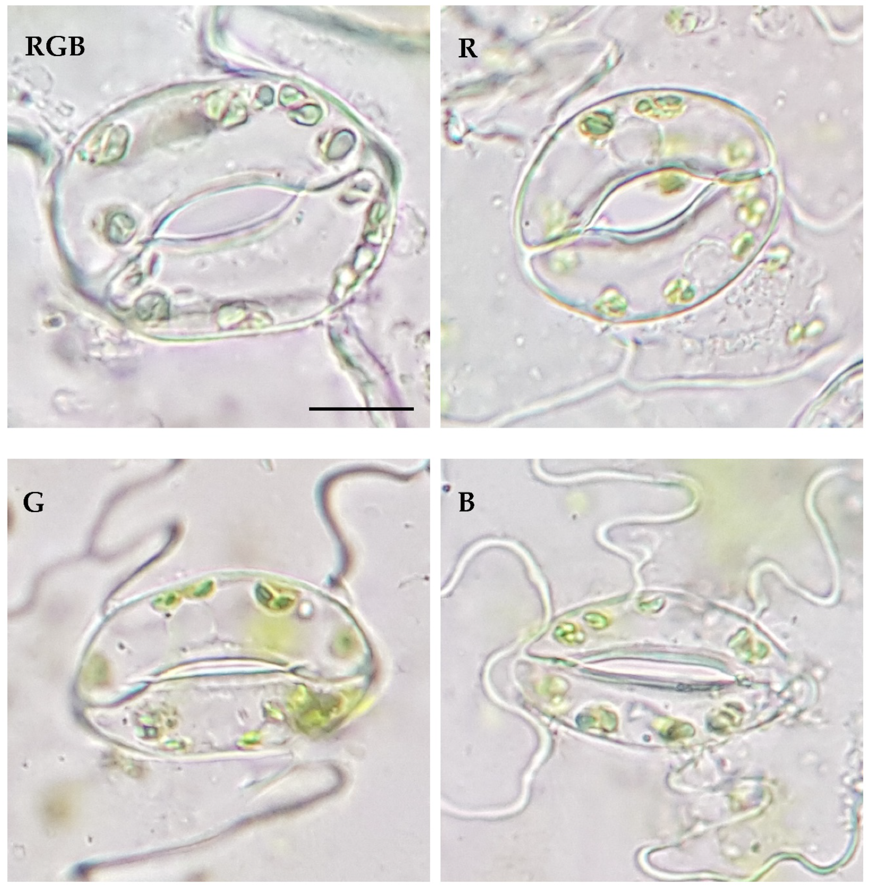 Preprints 87850 g007