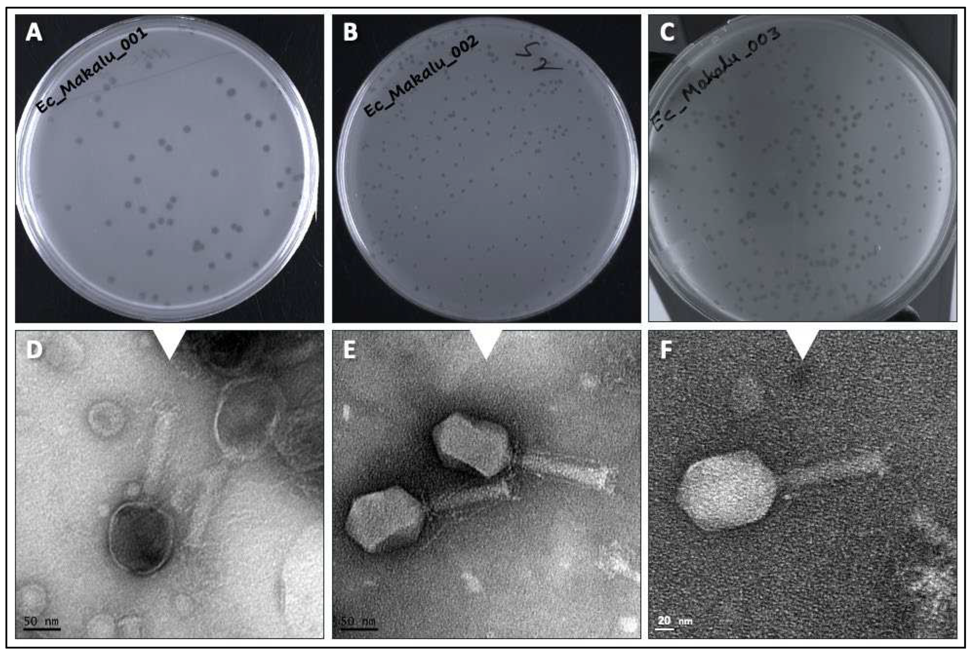 Preprints 89568 g001