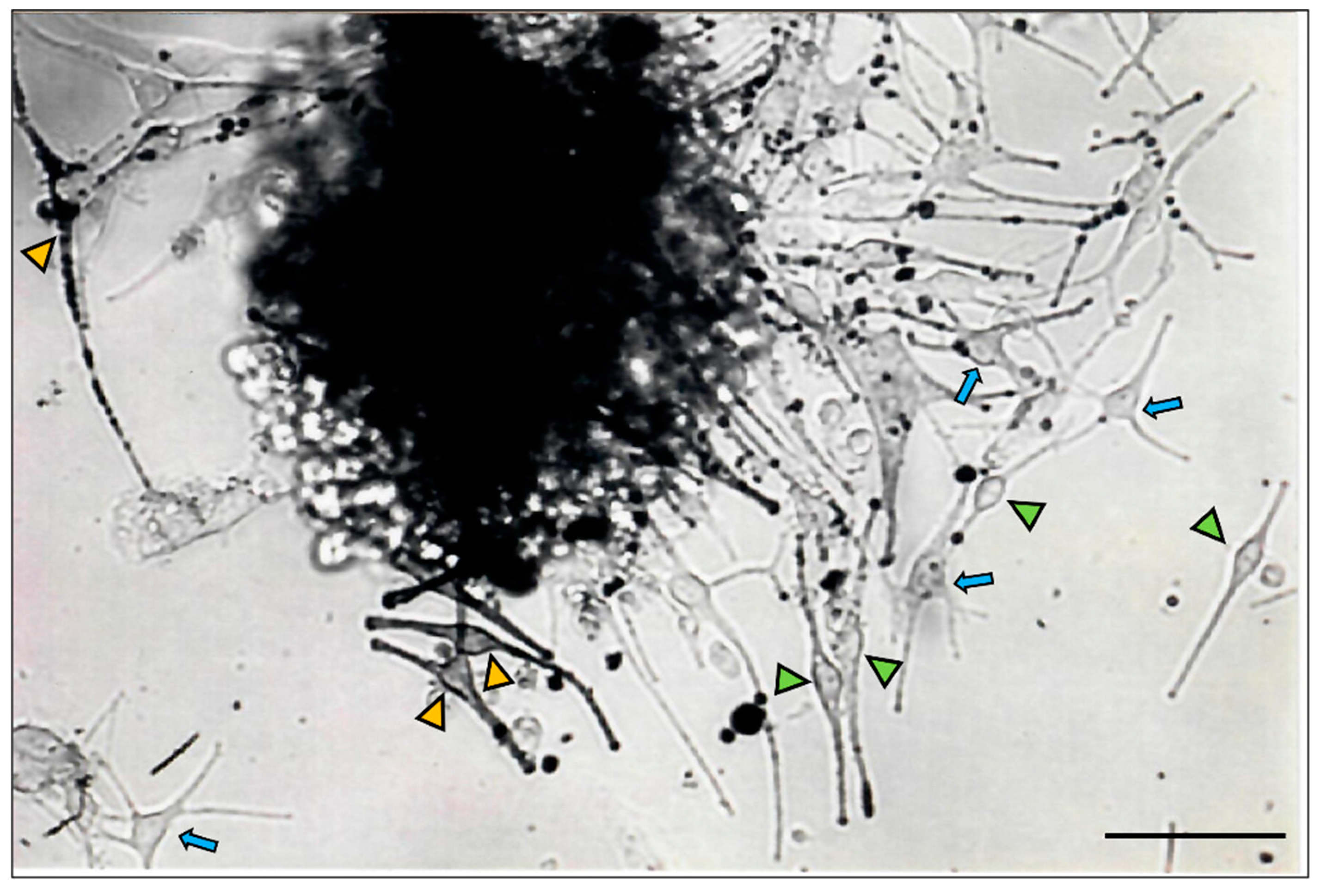 Preprints 78716 g002