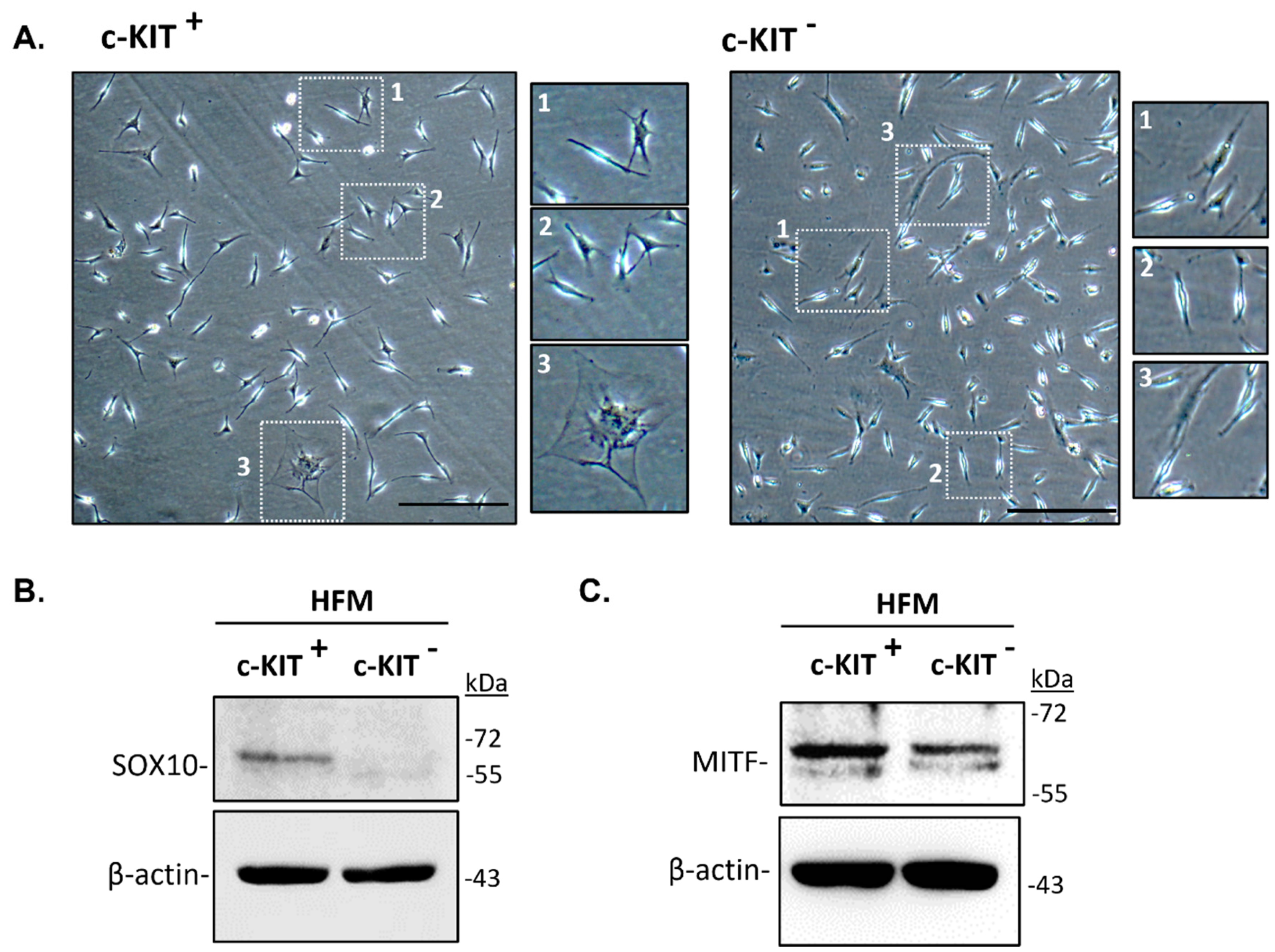 Preprints 78716 g003