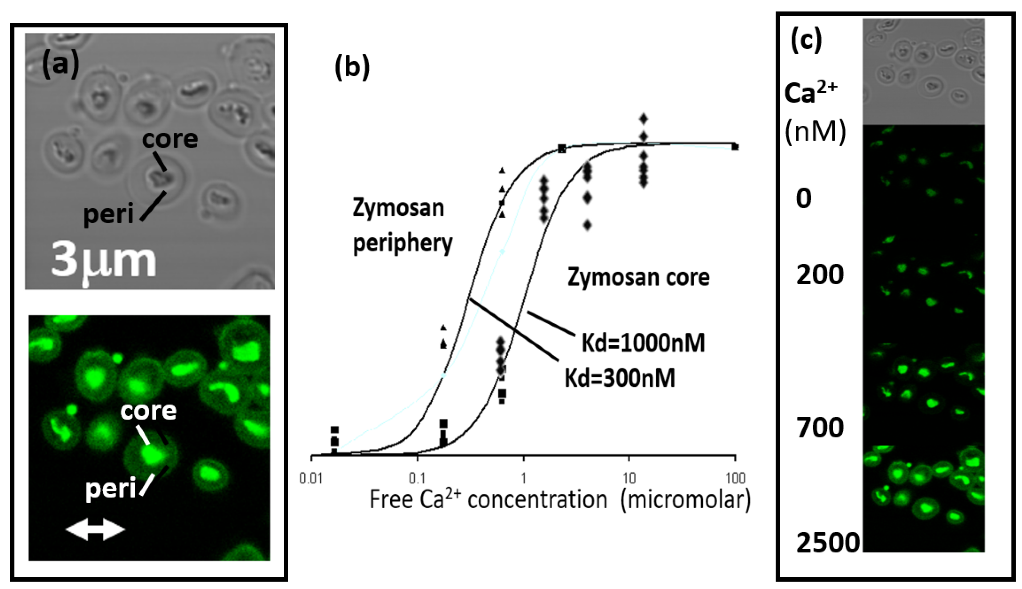 Preprints 100346 g001