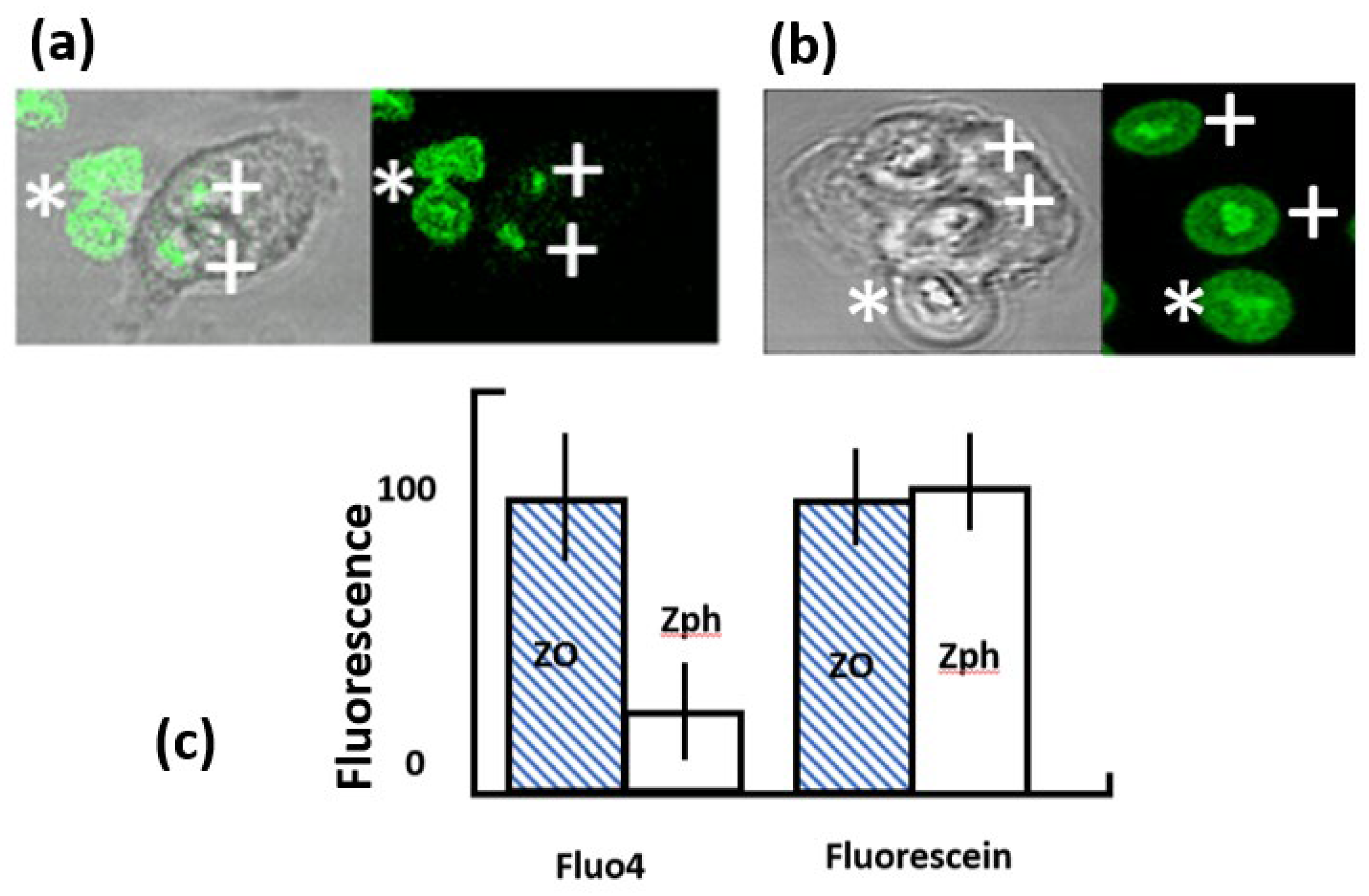 Preprints 100346 g002