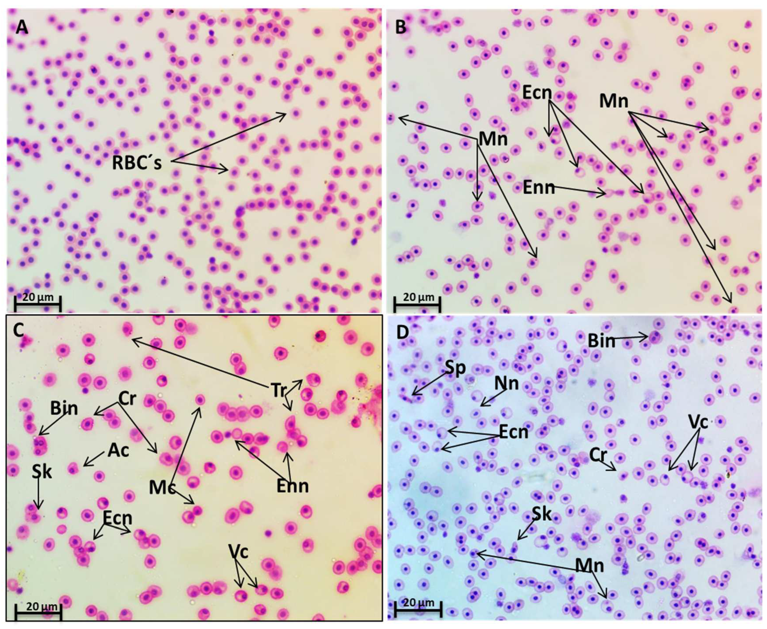 Preprints 96145 g004