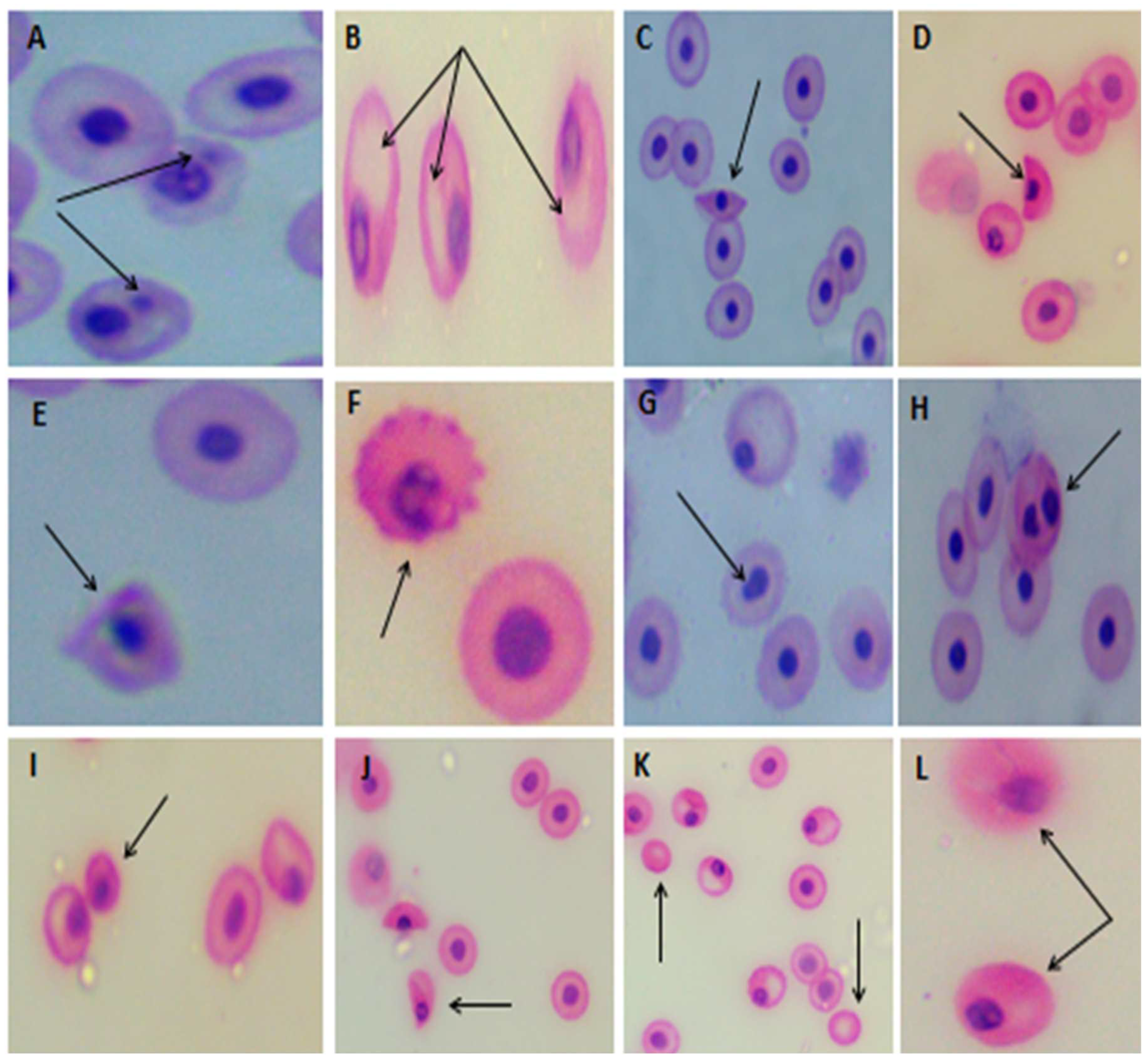 Preprints 96145 g005