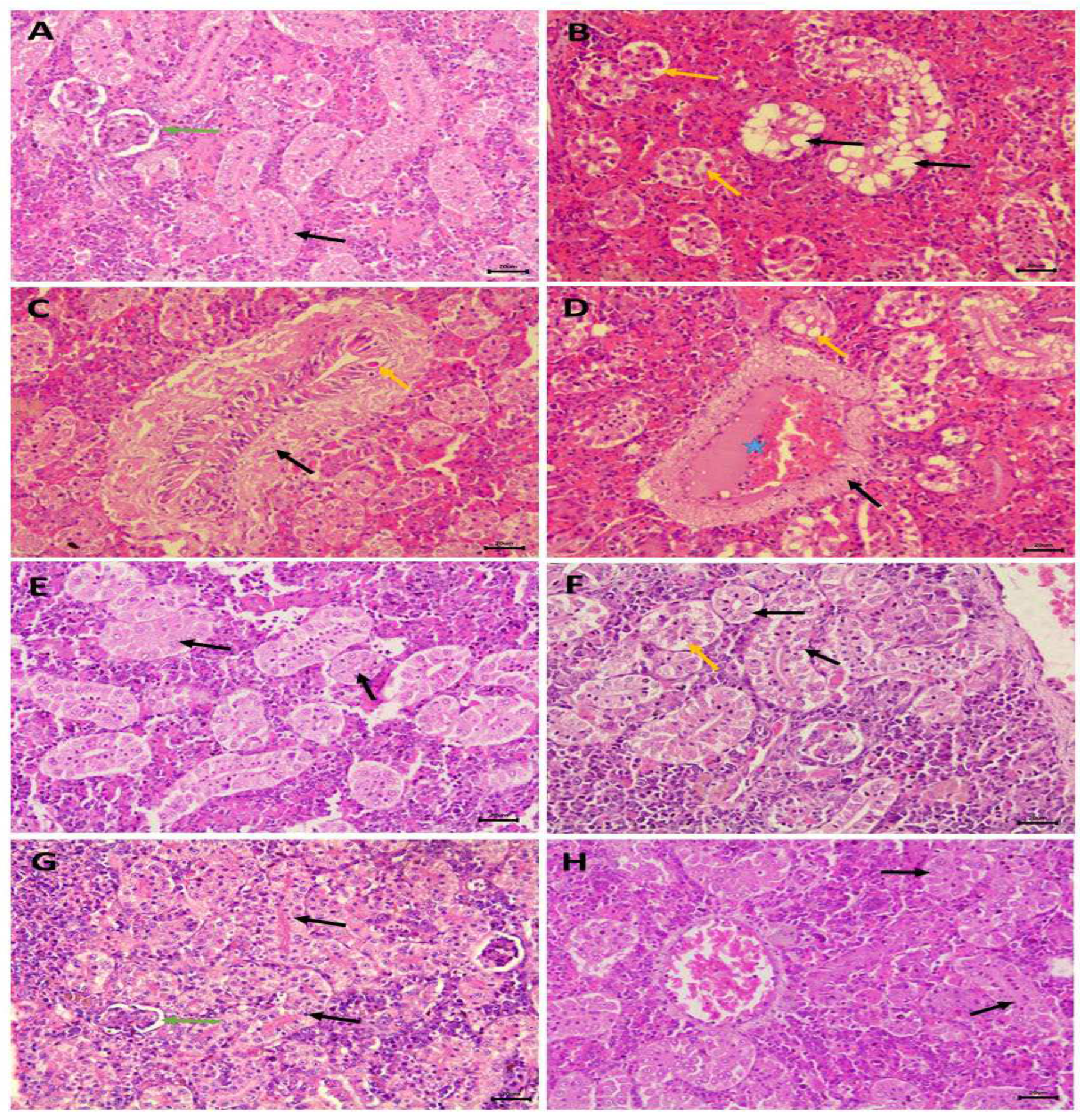 Preprints 96145 g006