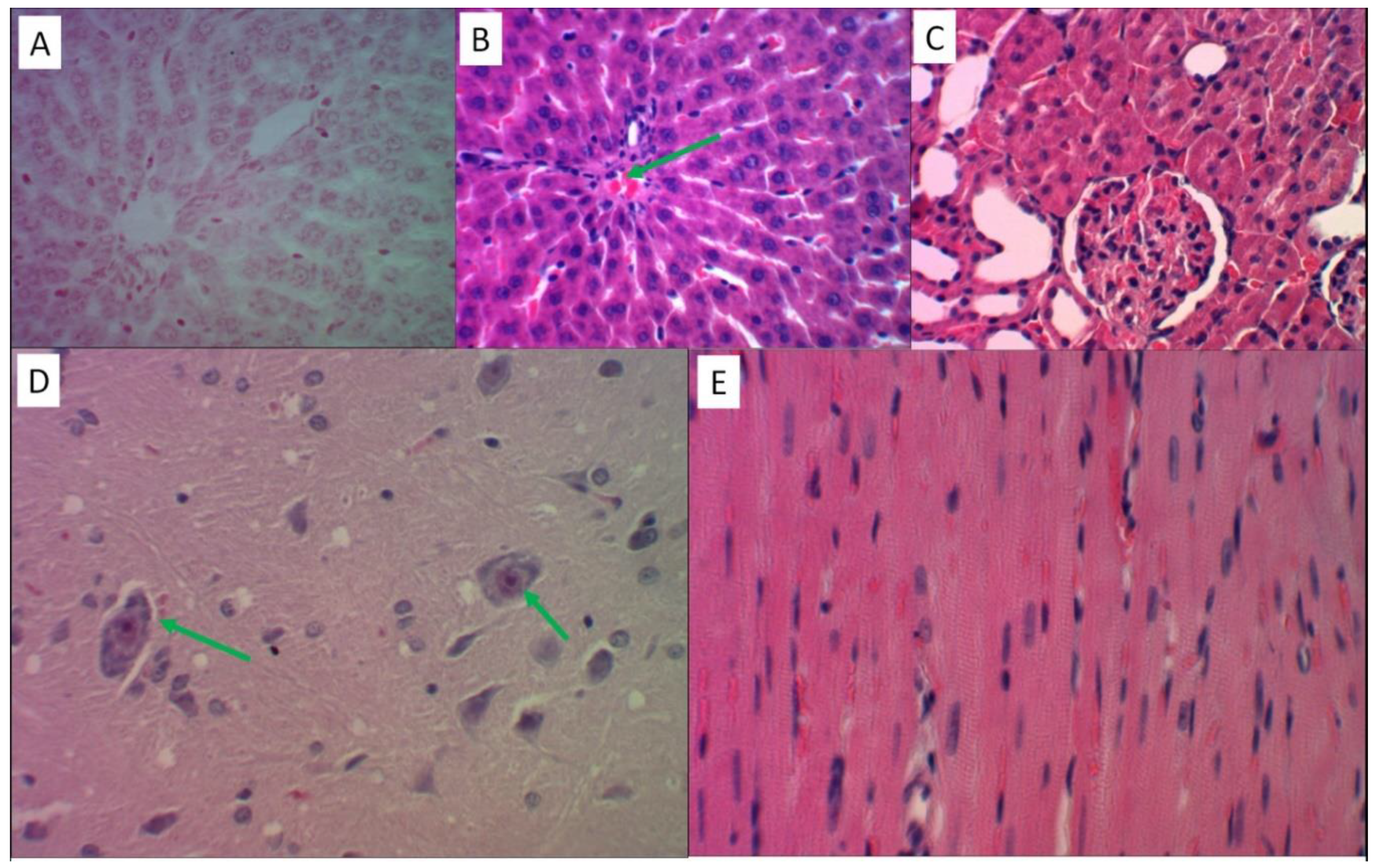 Preprints 118765 g004