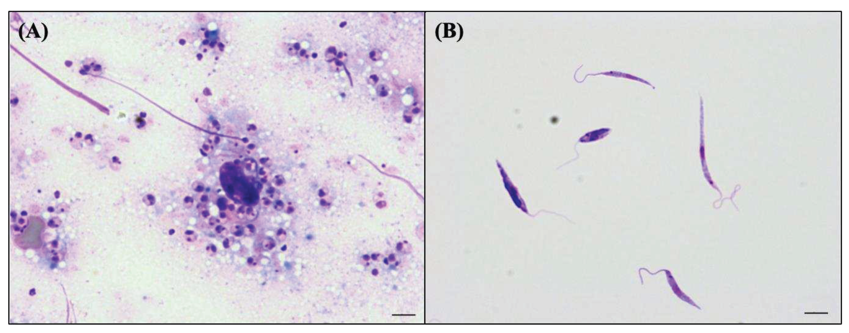 Preprints 83080 g002