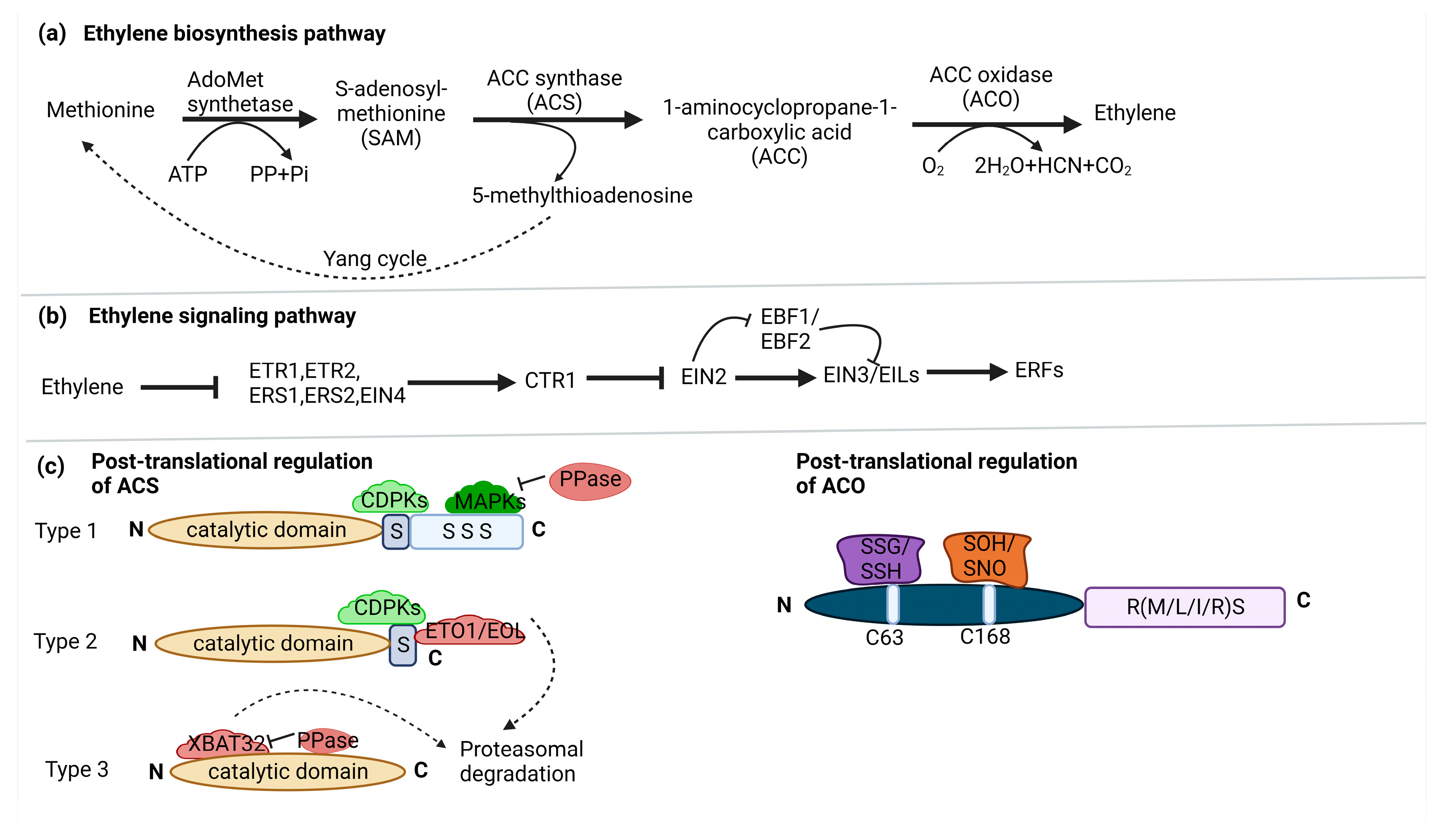 Preprints 85396 g001