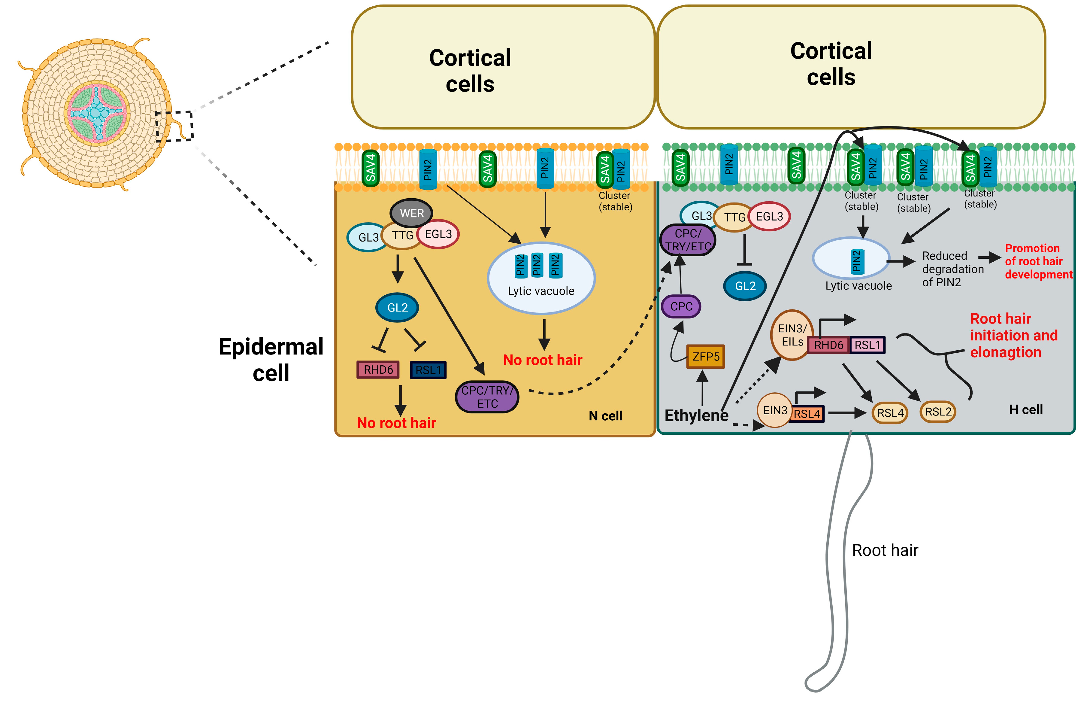 Preprints 85396 g003