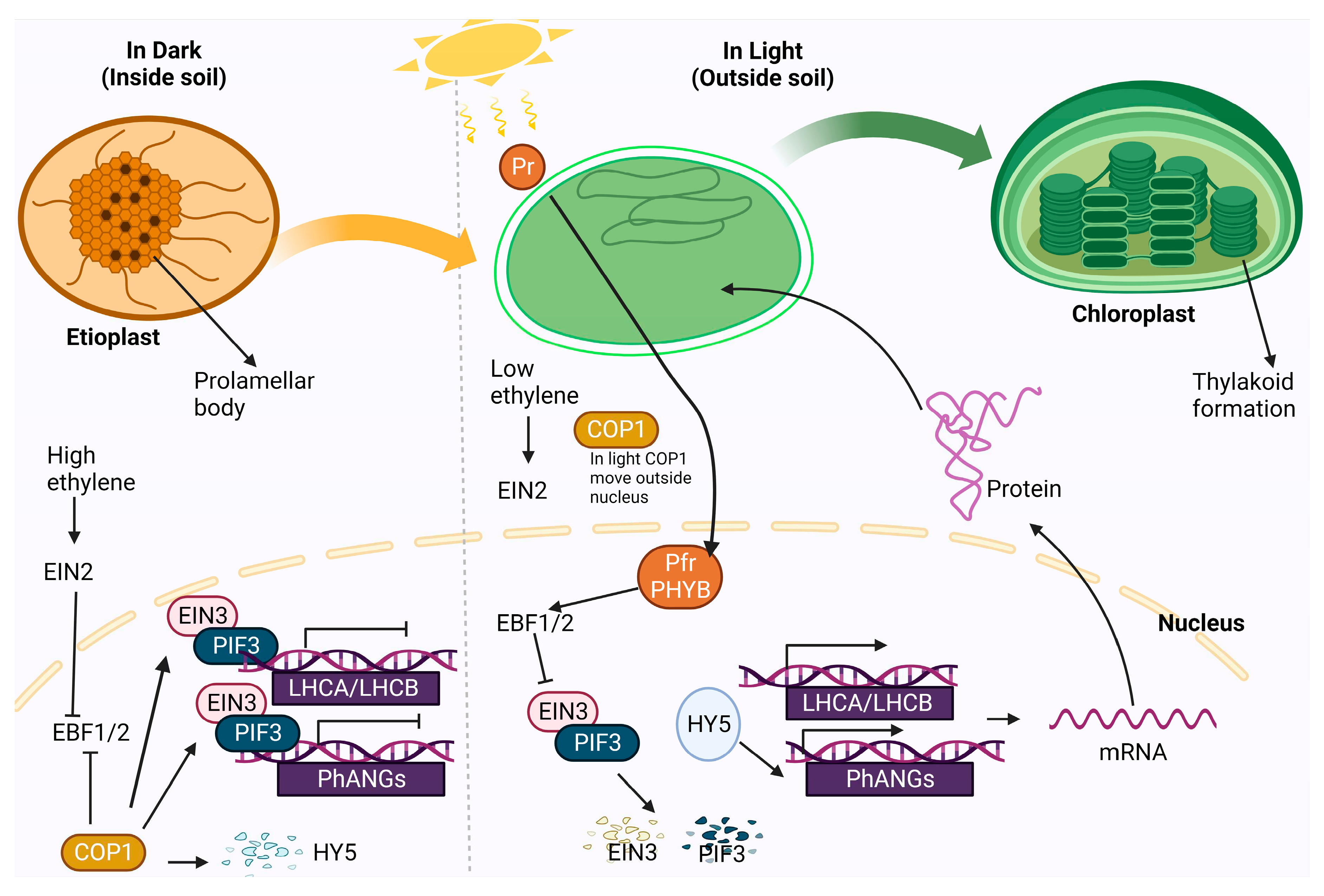 Preprints 85396 g005