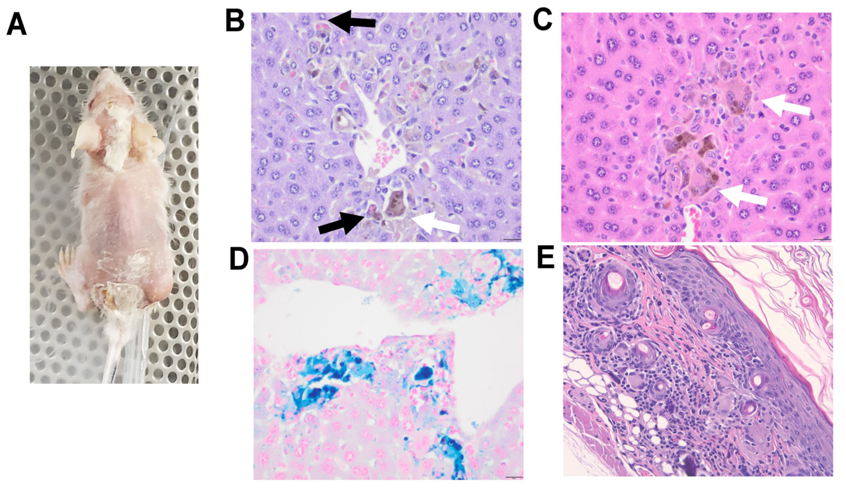 Preprints 78915 g006