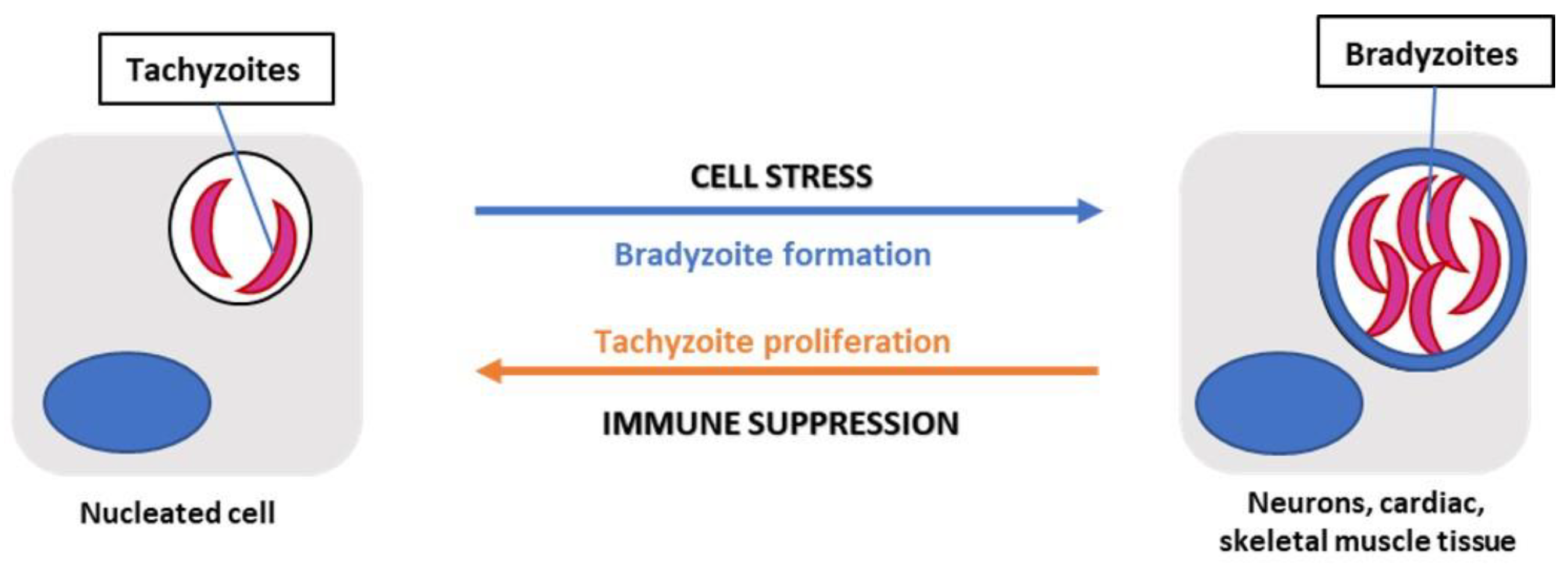 Preprints 70157 g002