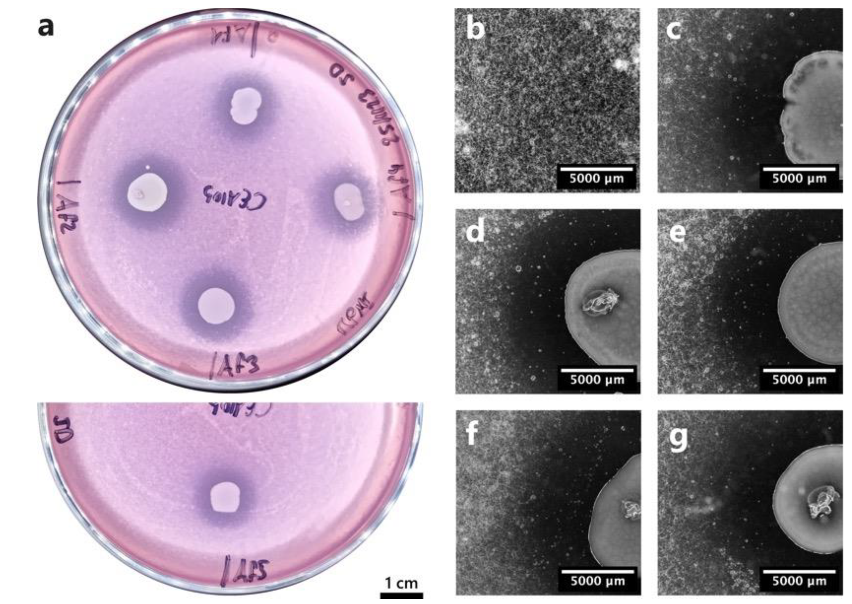 Preprints 75163 g002