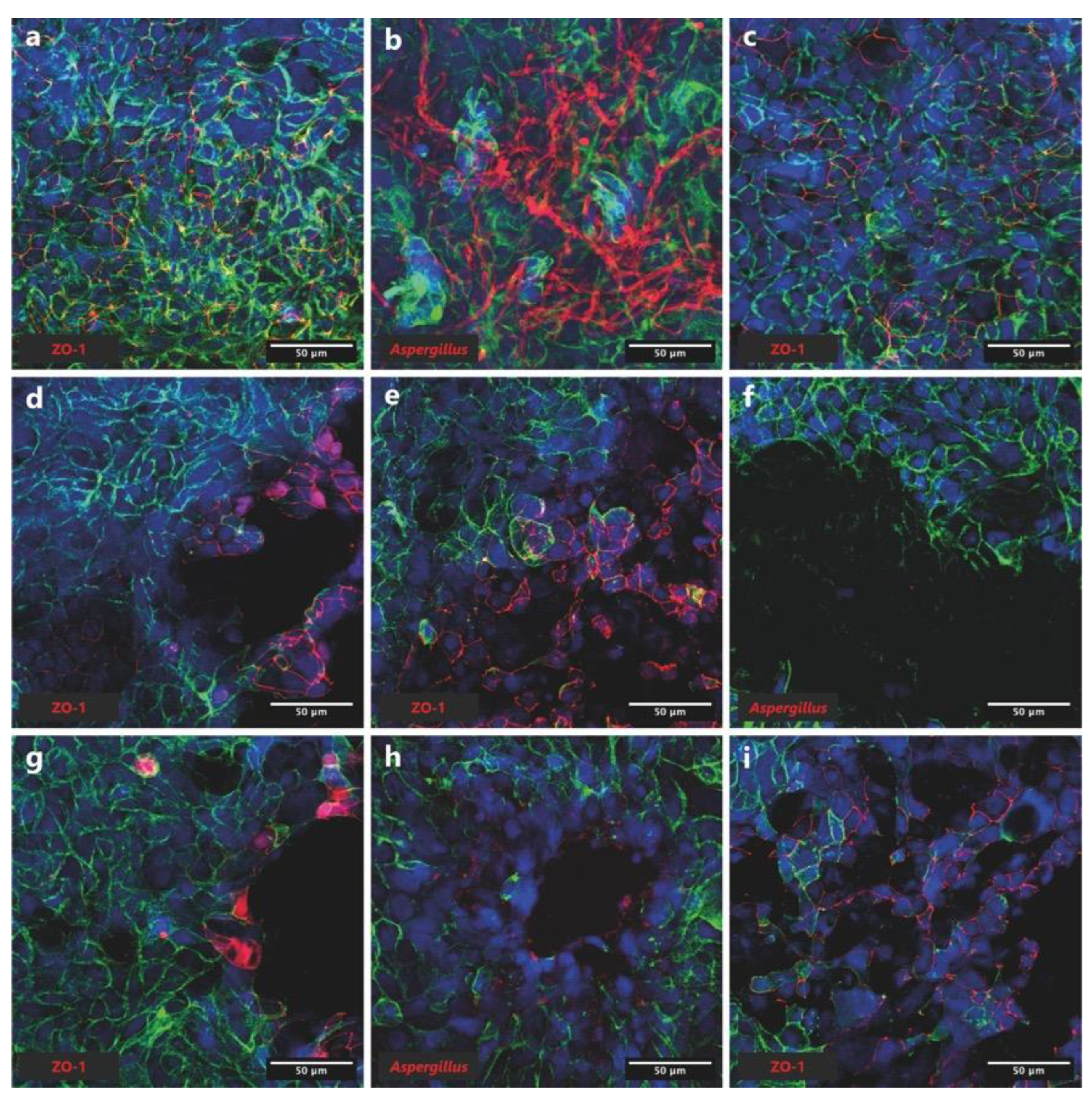 Preprints 75163 g005