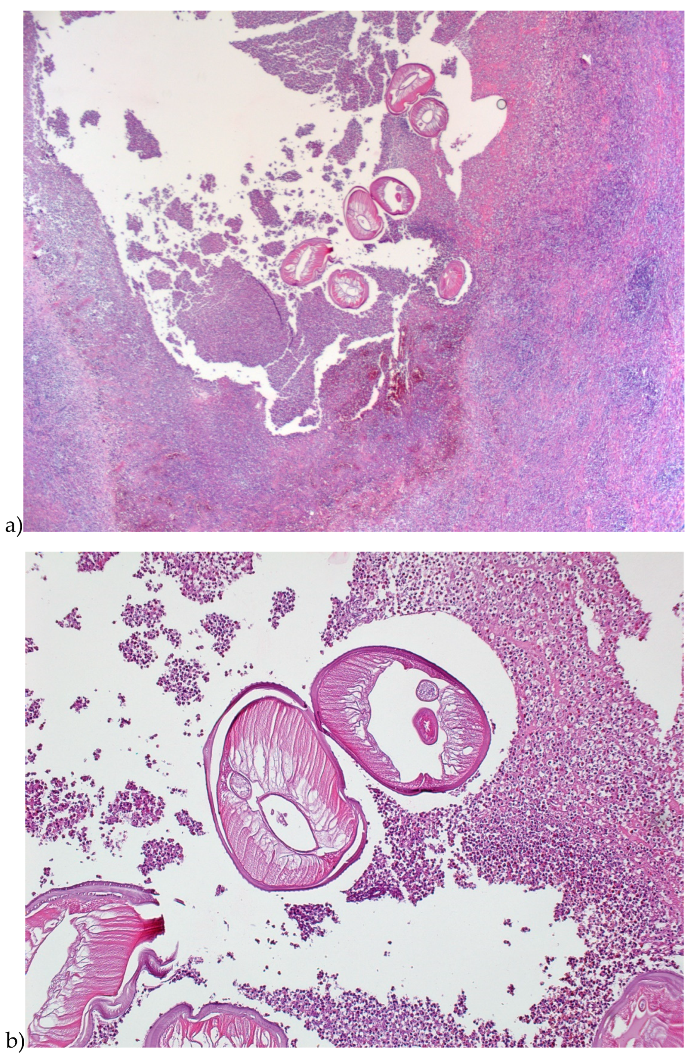 Preprints 99349 g007