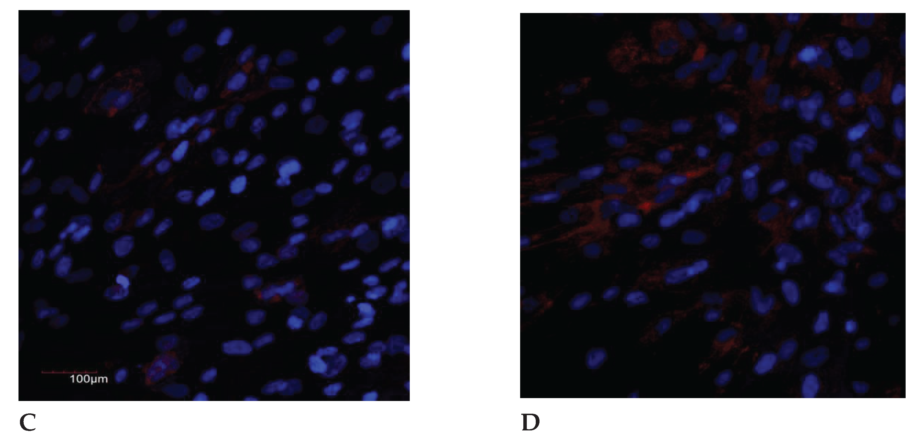 Preprints 103395 g002b