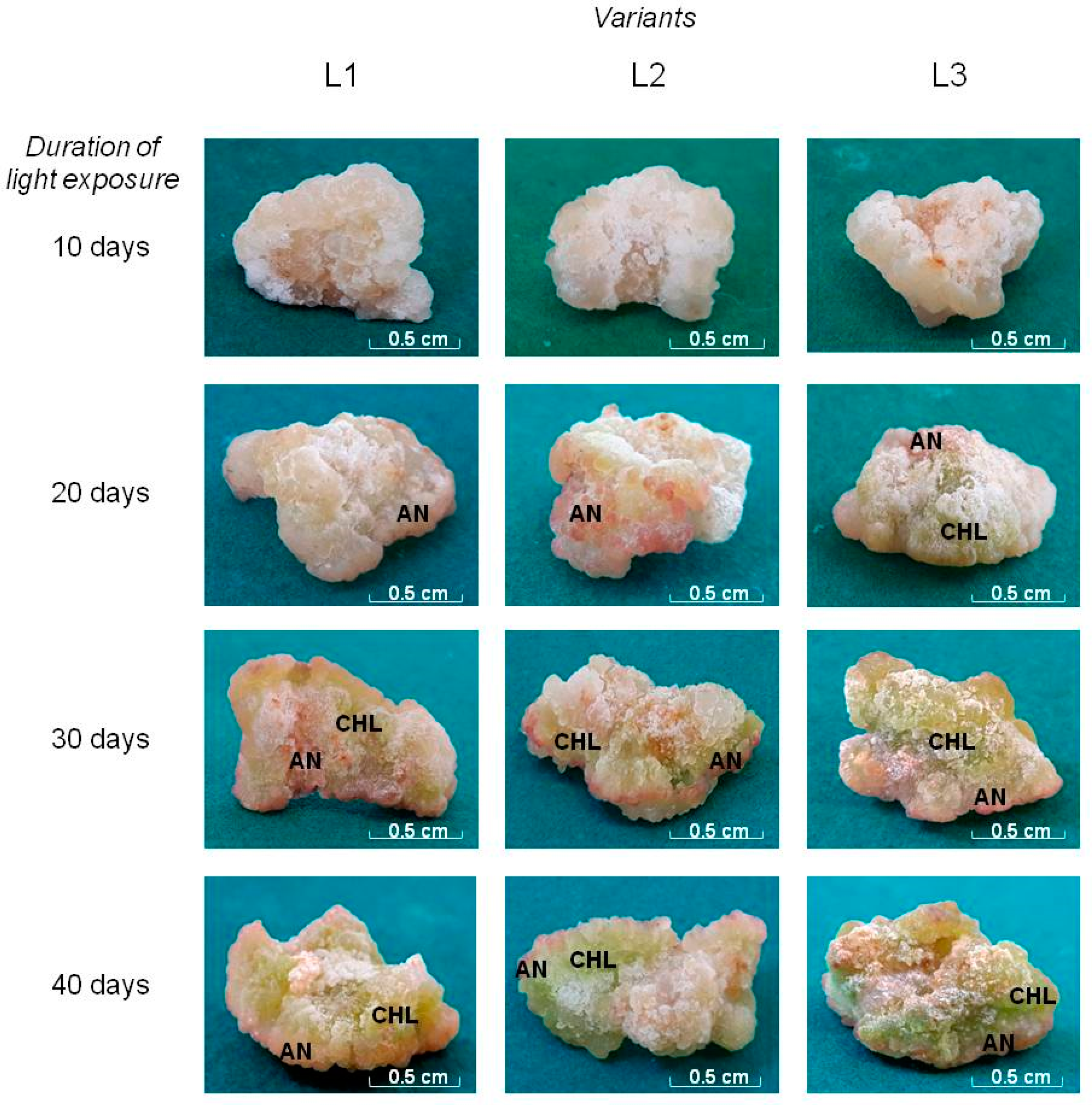 Preprints 93126 g001