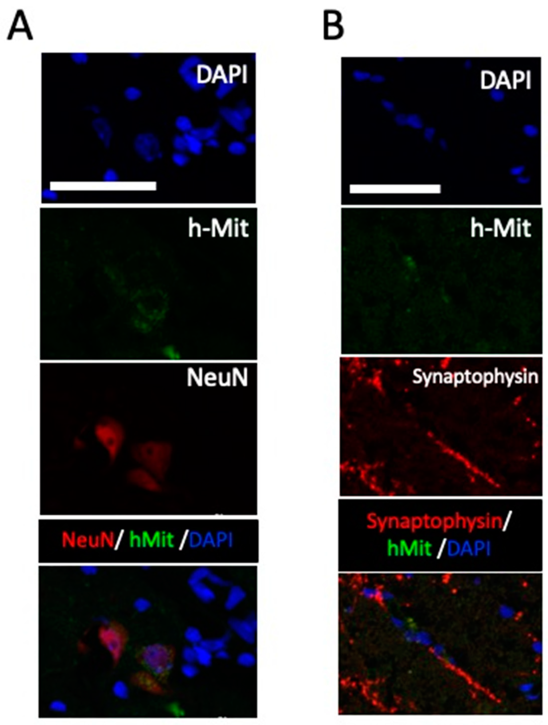 Preprints 83505 g006