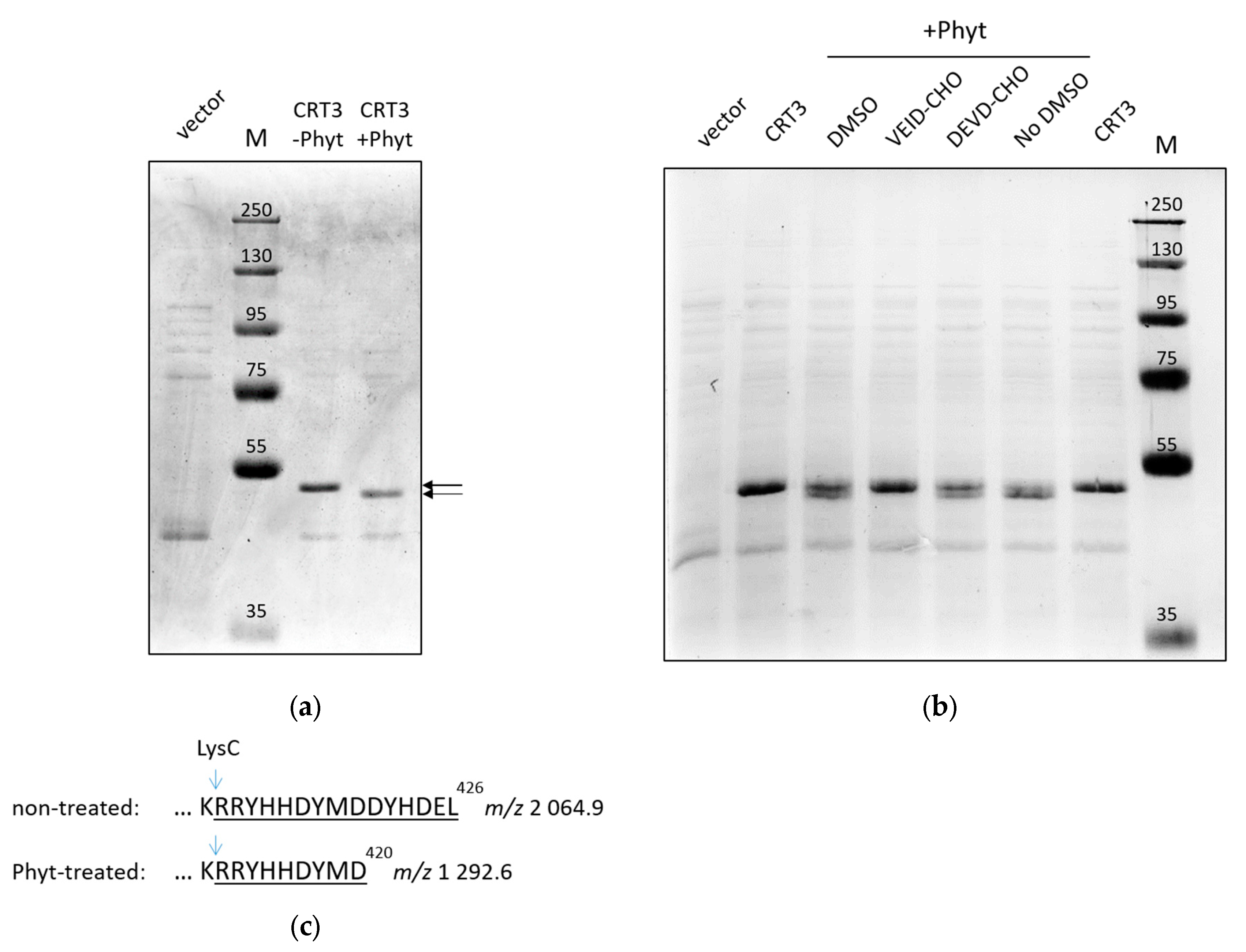 Preprints 90184 g001