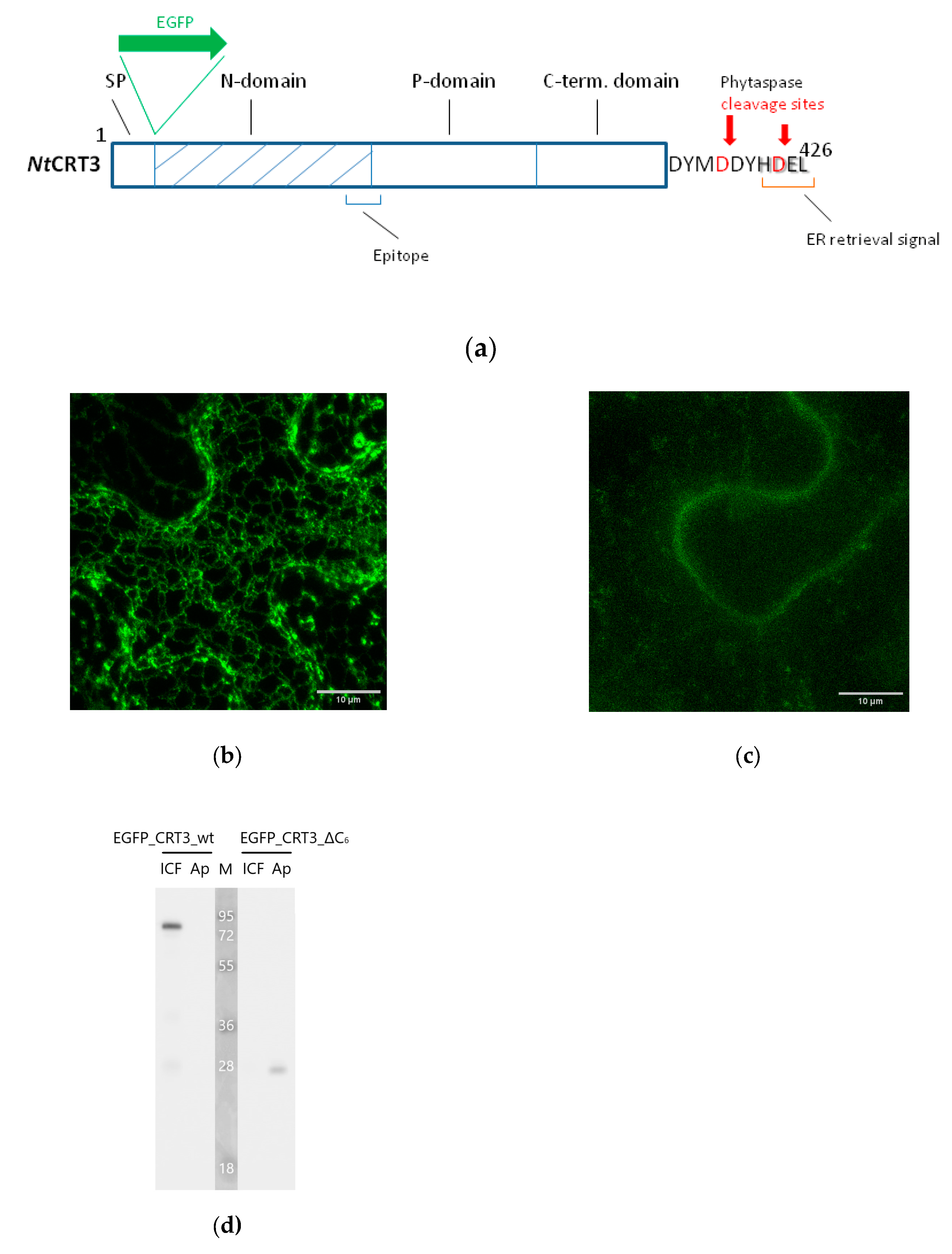 Preprints 90184 g003