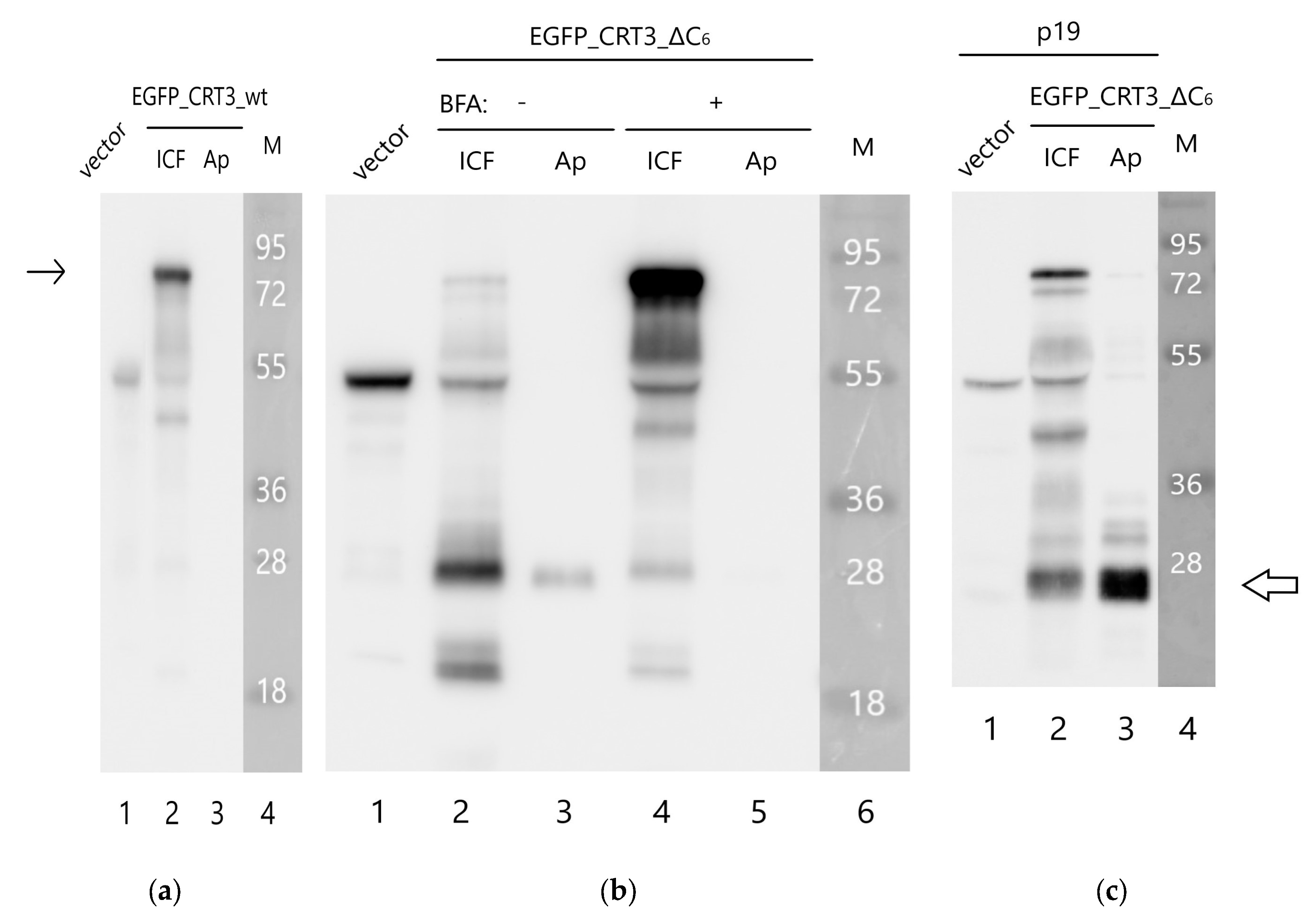 Preprints 90184 g004