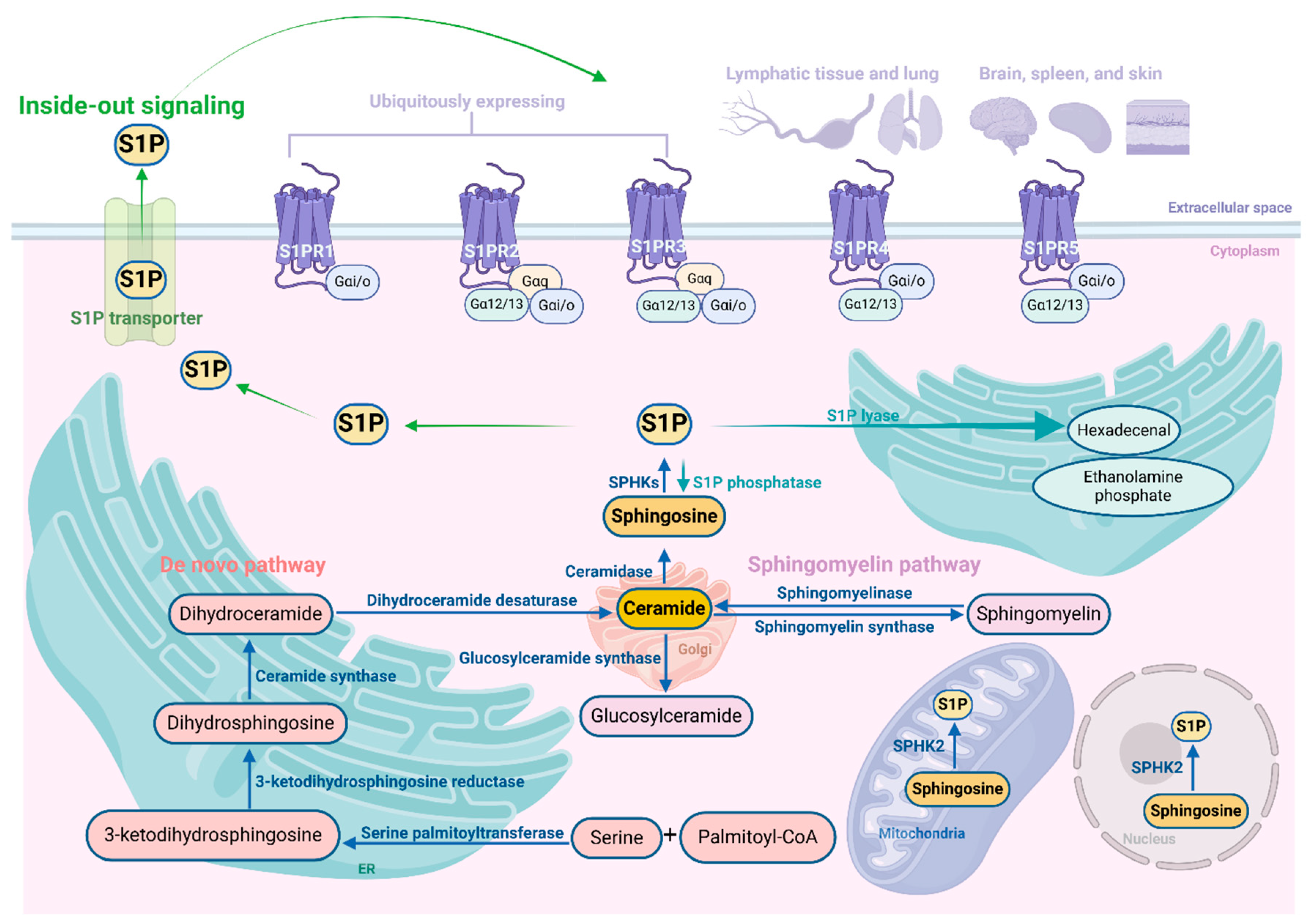 Preprints 120822 g001