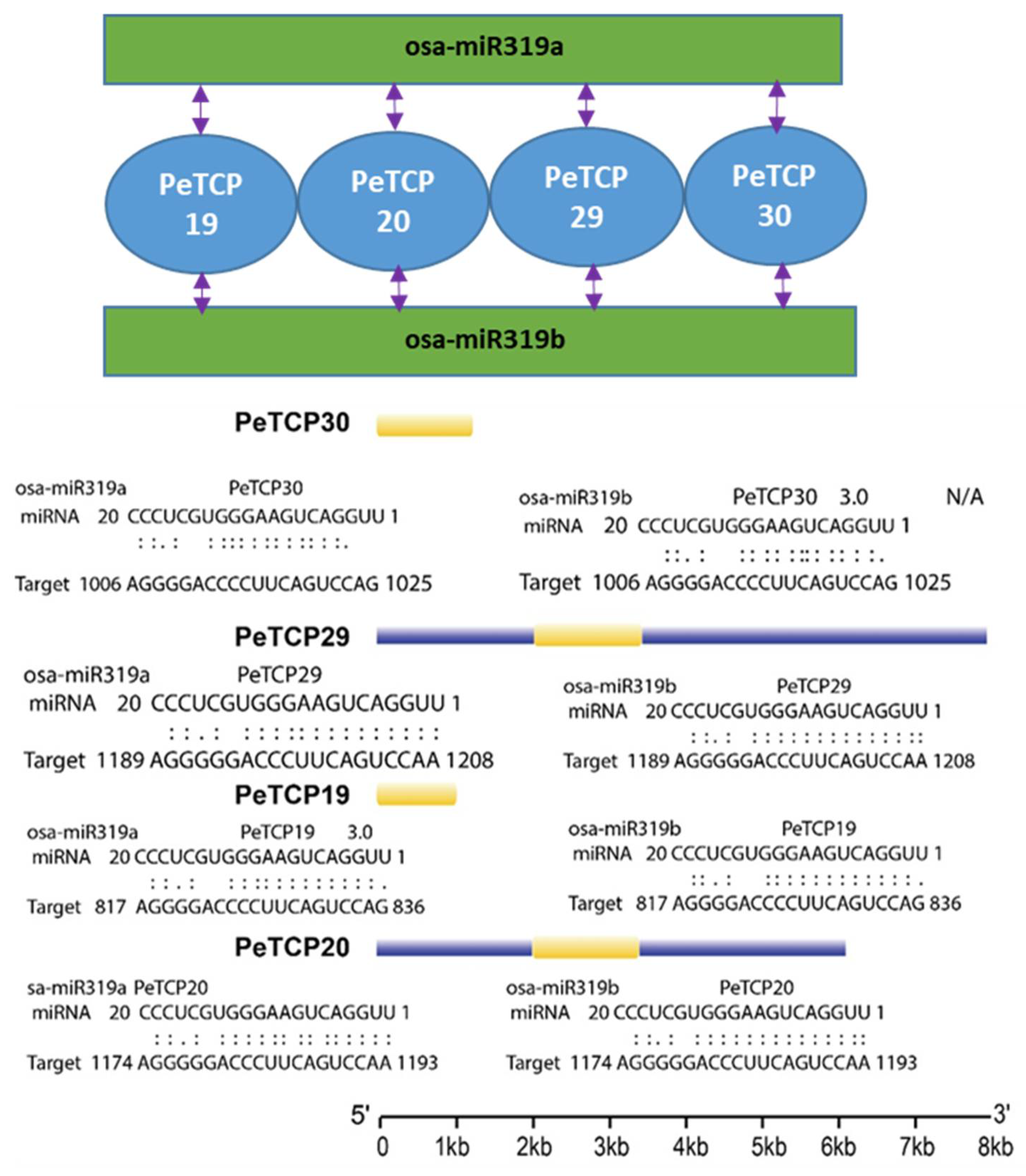 Preprints 106368 g007