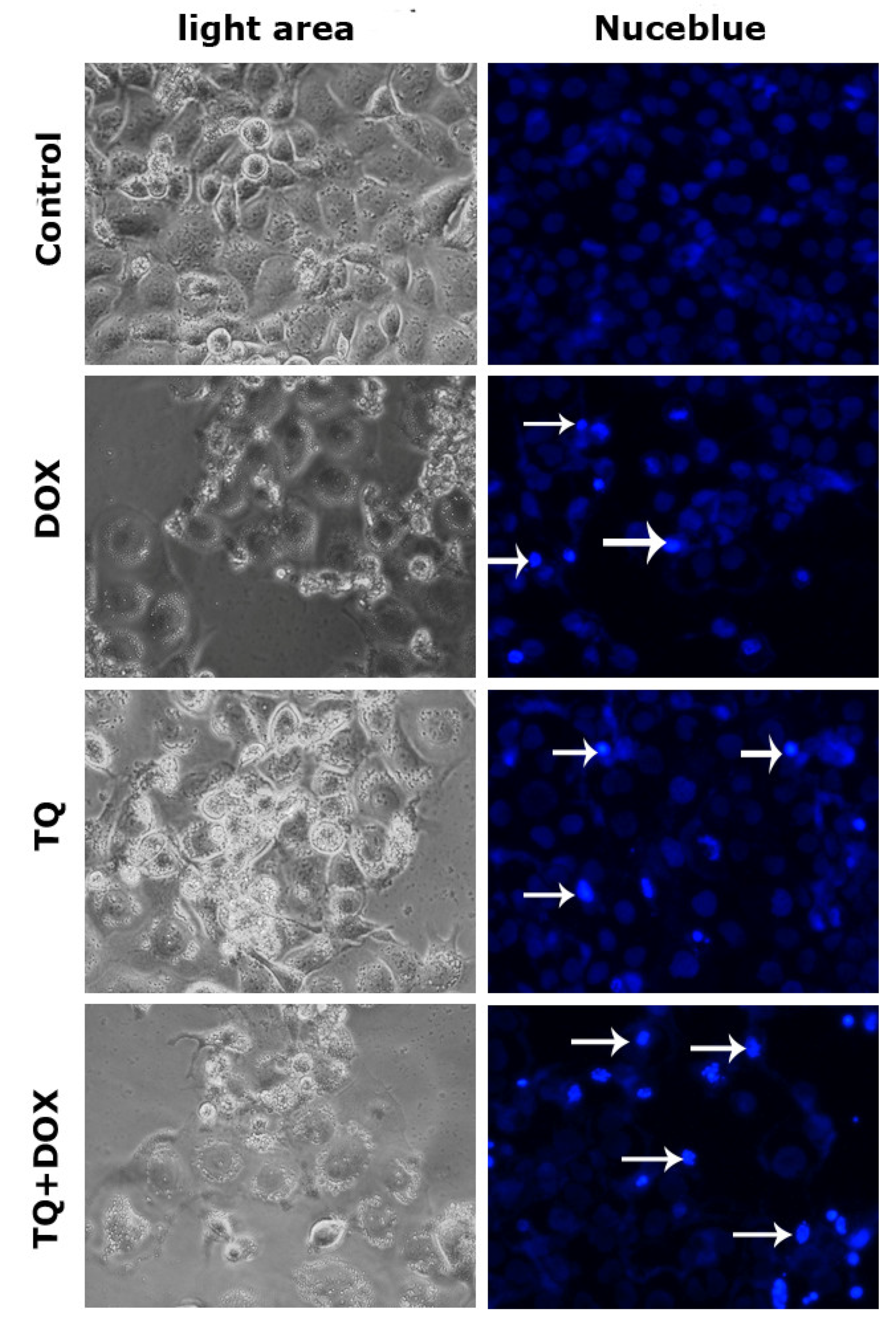 Preprints 113709 g005