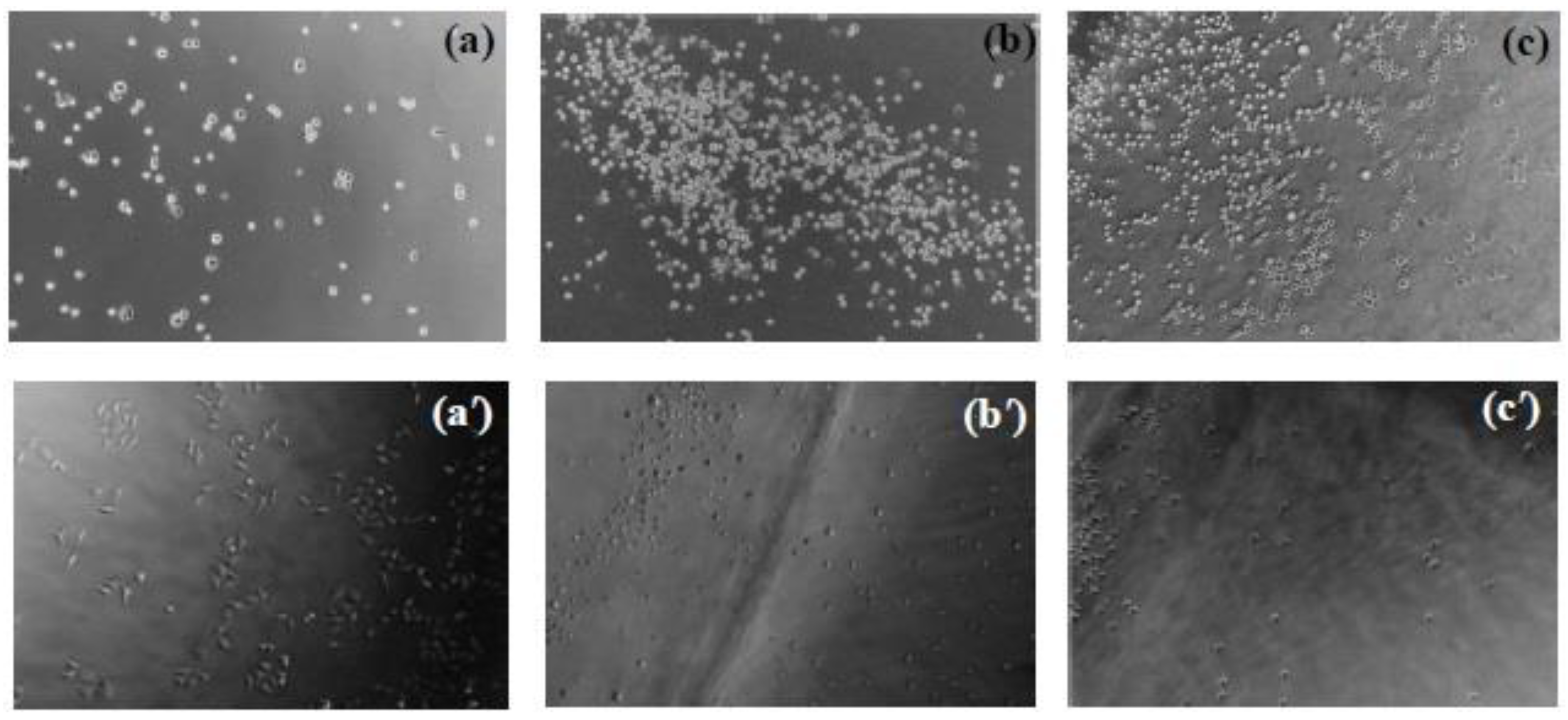 Preprints 91350 g009