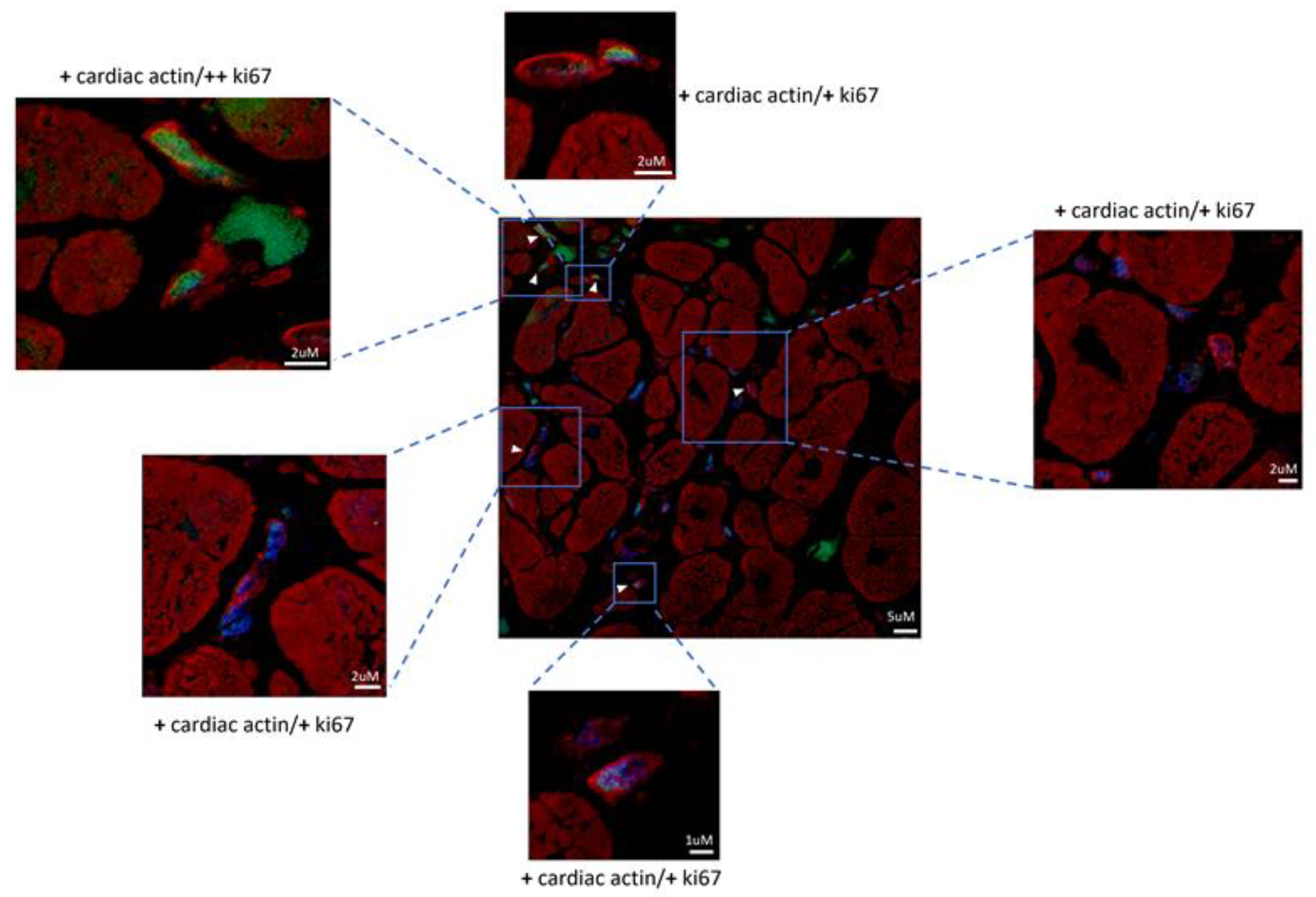 Preprints 111525 g002