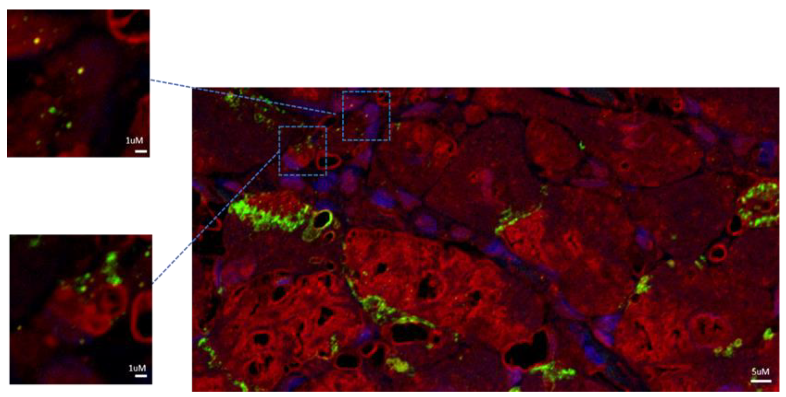 Preprints 111525 g003