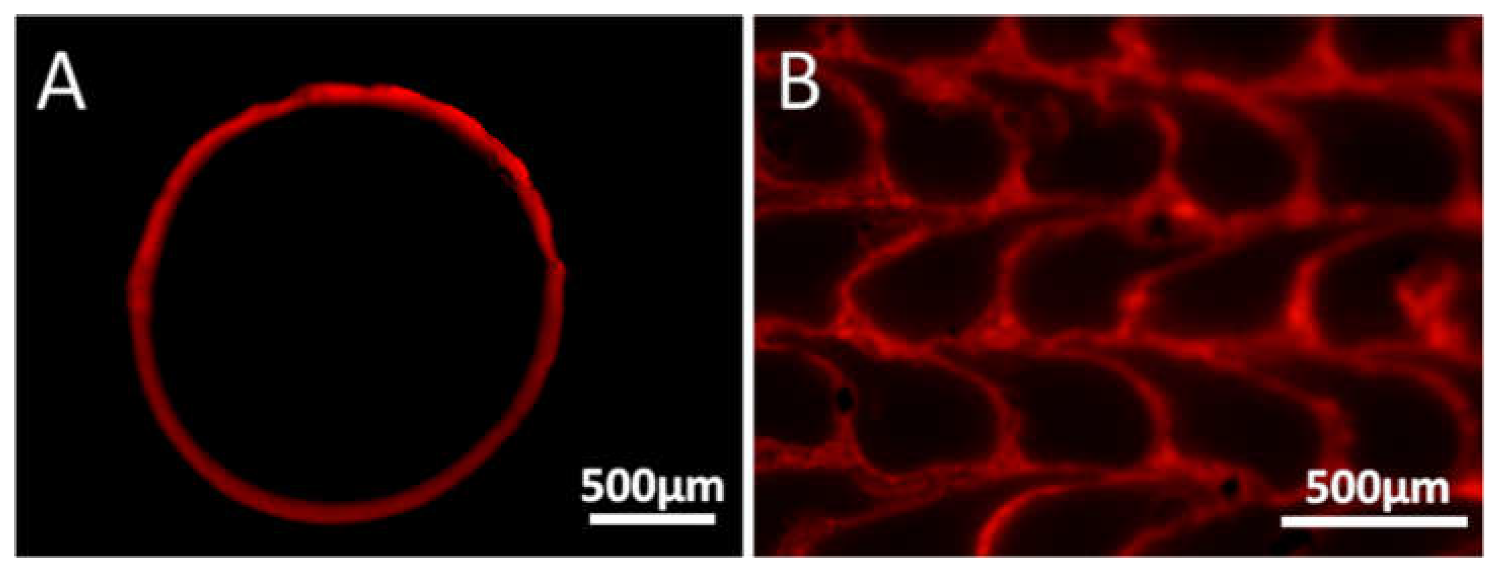 Preprints 115346 g004