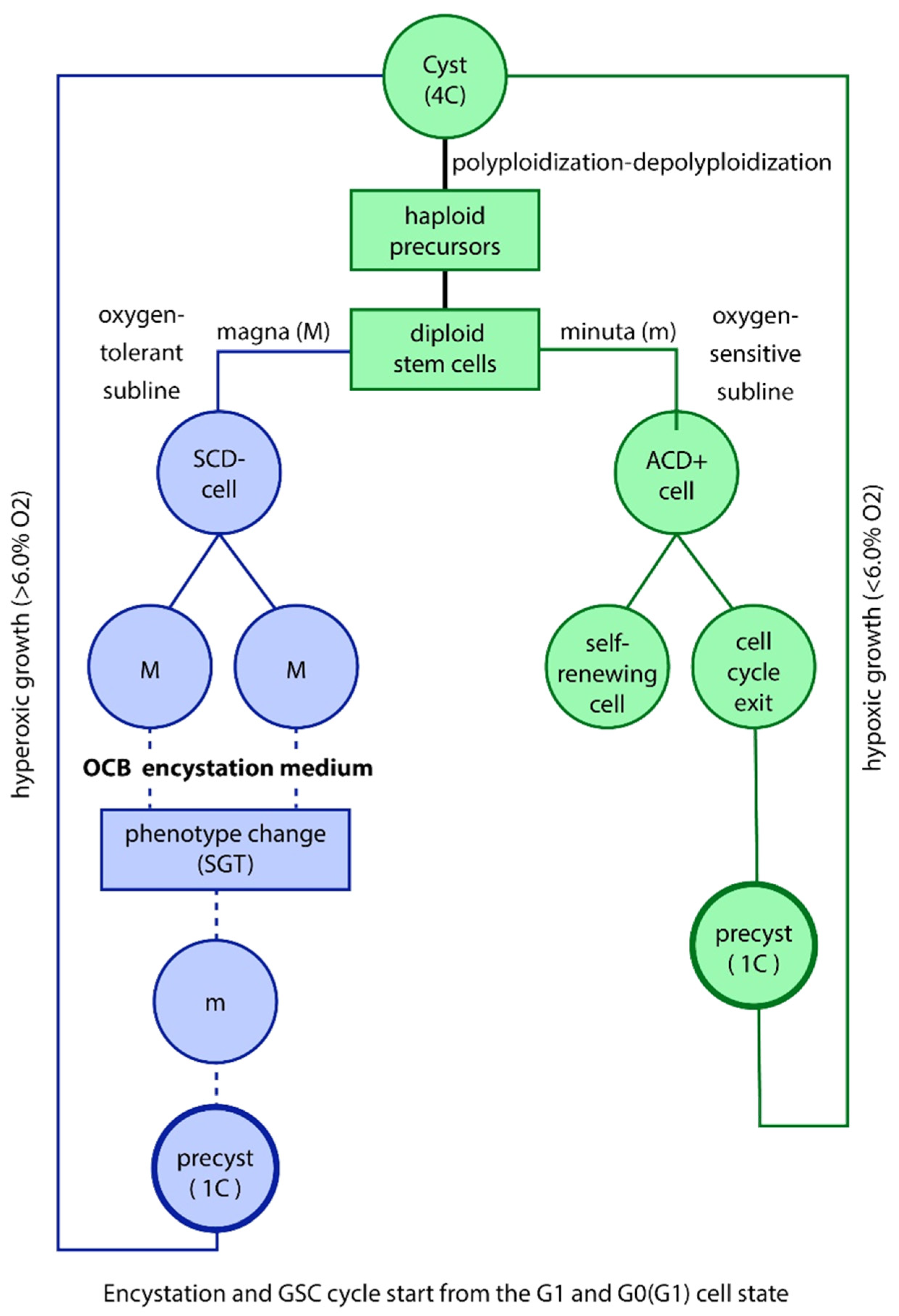 Preprints 109386 g001