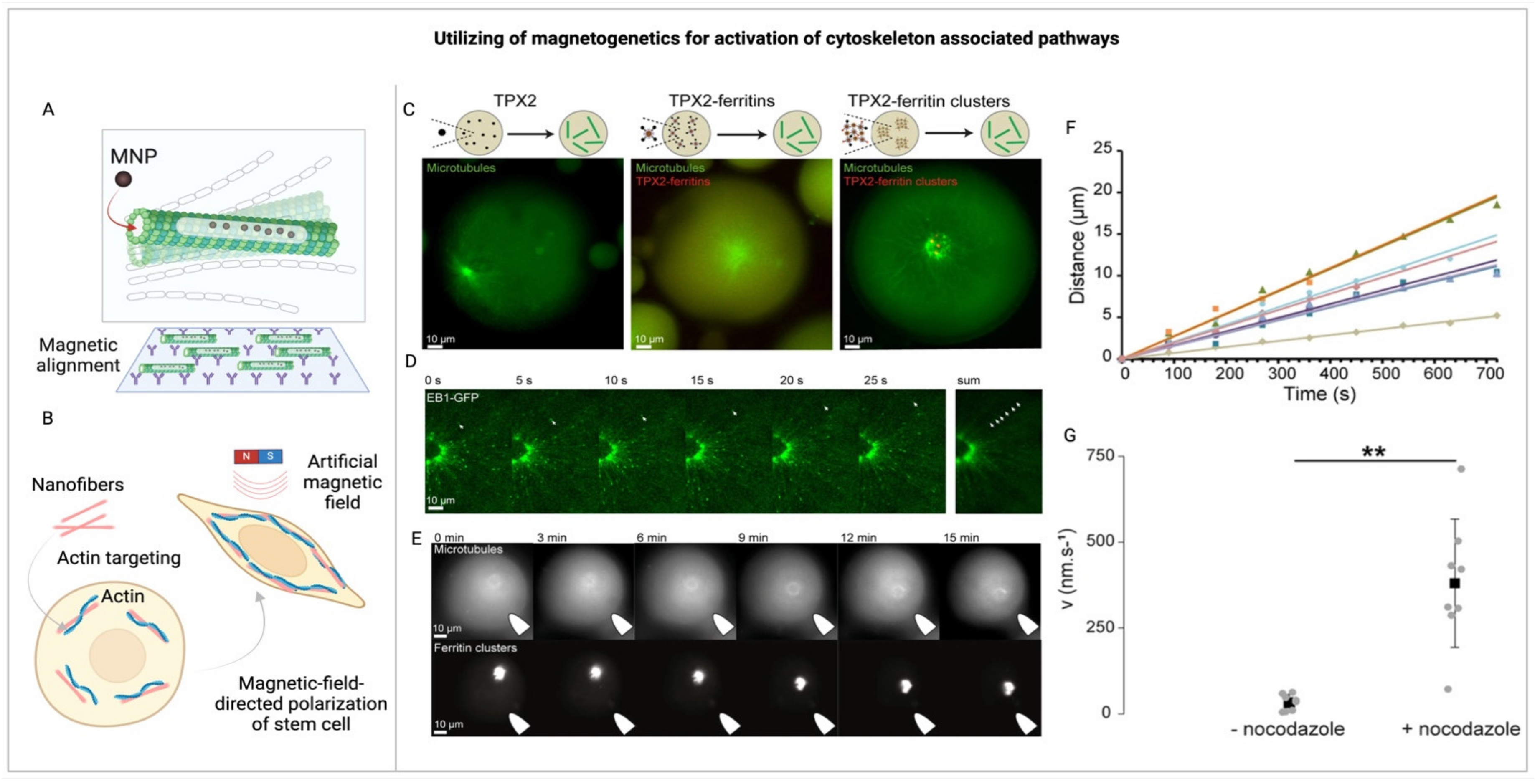 Preprints 106309 g005