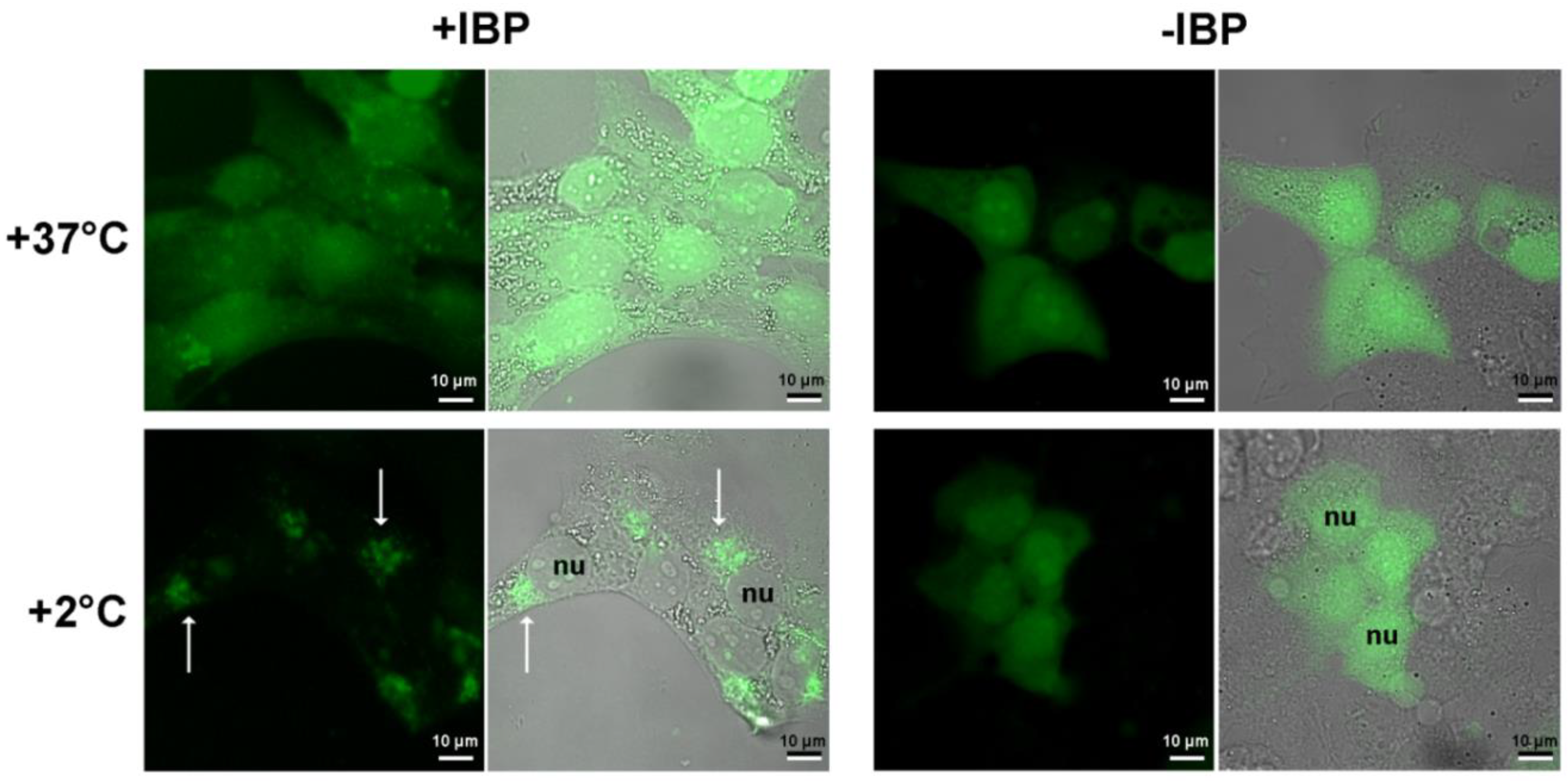 Preprints 85154 g003