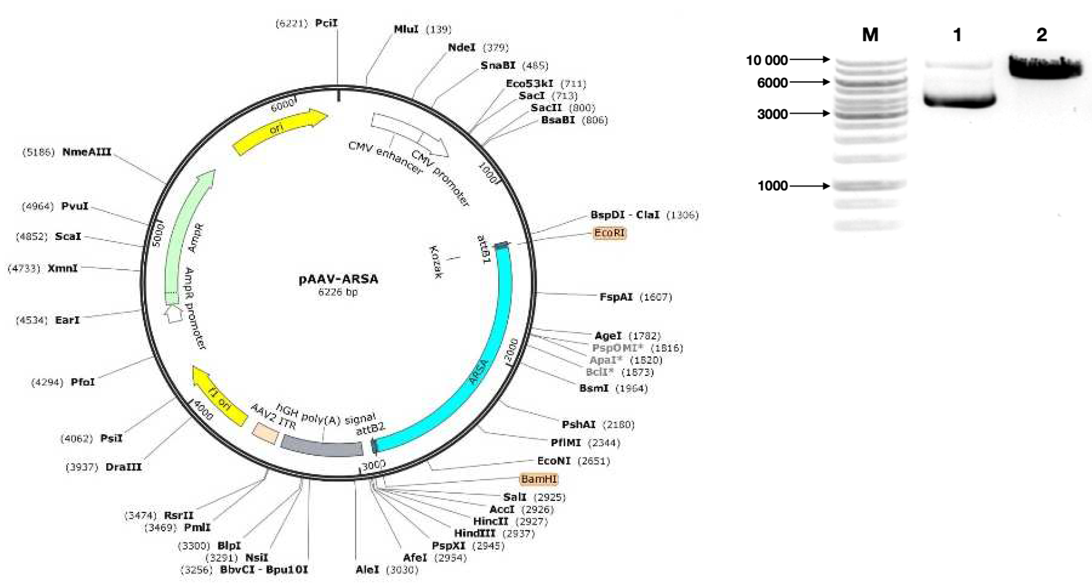 Preprints 71294 g001