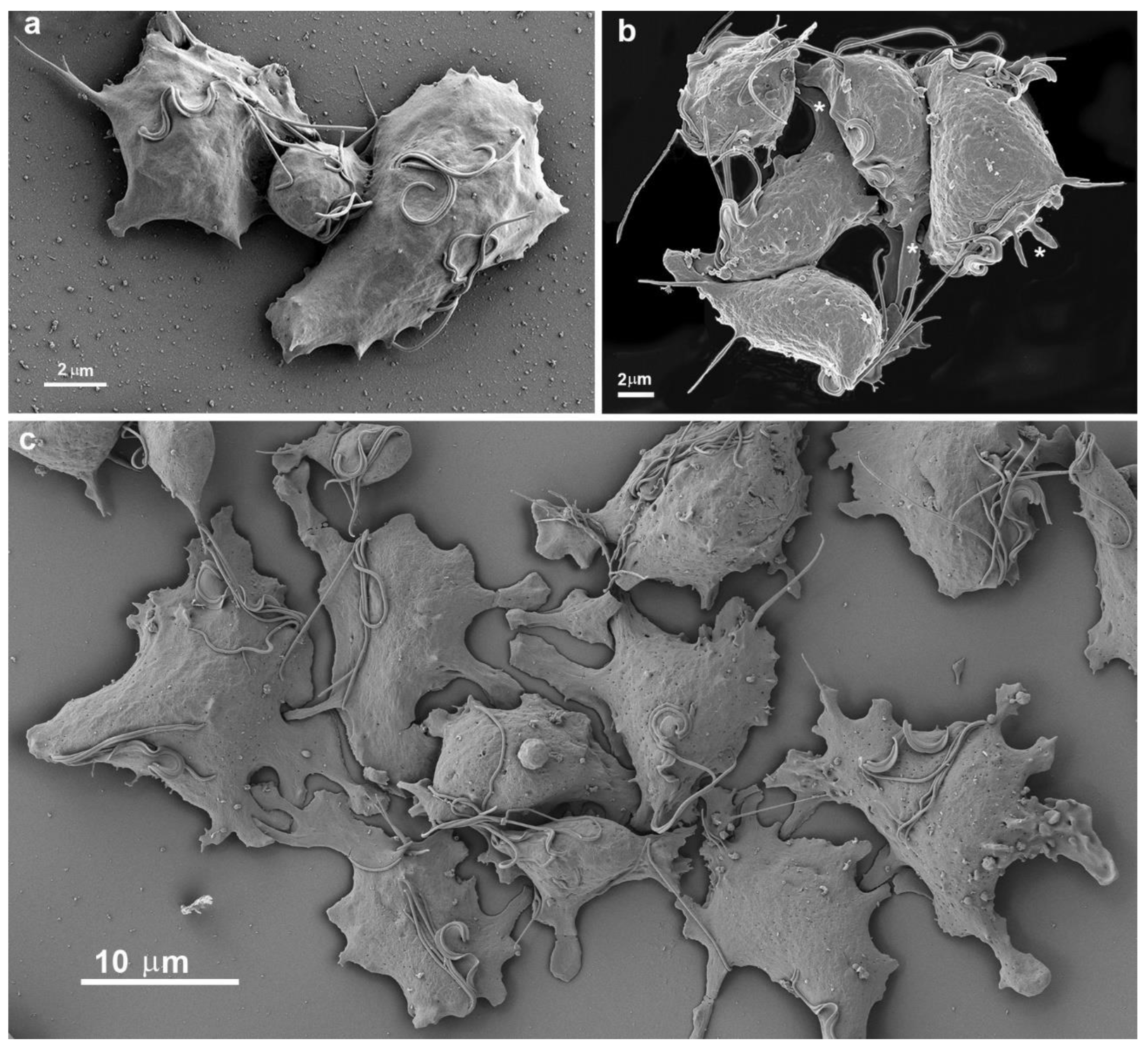 Preprints 86384 g003